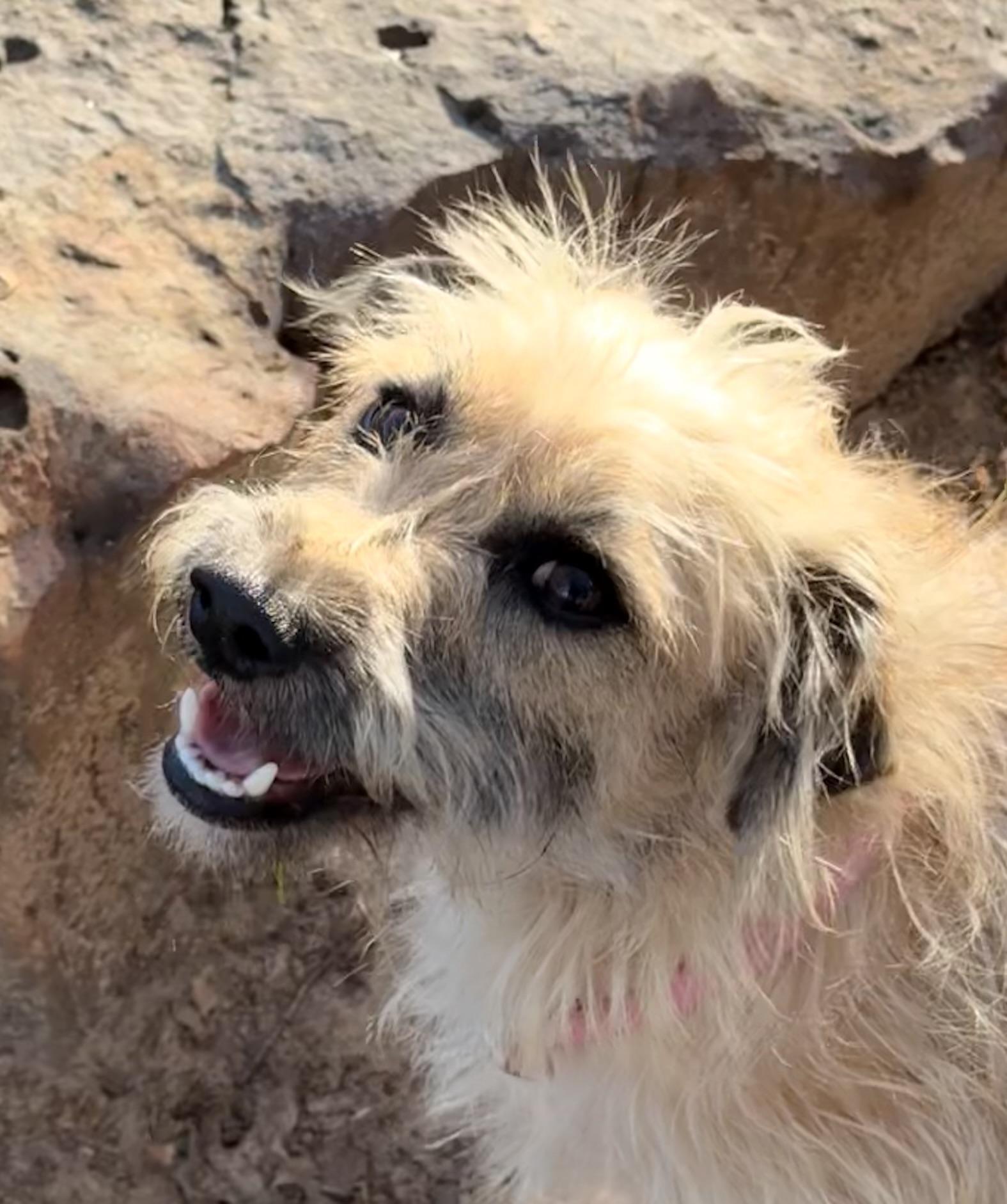 Enlarge Kruz, a ADOPTABLE mixed breed in Texarkana, TX image 2/6