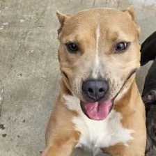 Enlarge Jade, a ADOPTABLE Pit Bull Terrier in Edgewood, NM image 4/4
