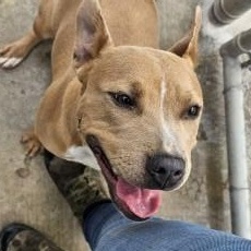 Enlarge Jade, a ADOPTABLE Pit Bull Terrier in Edgewood, NM image 3/4