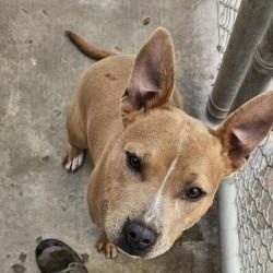 Enlarge Jade, a ADOPTABLE Pit Bull Terrier in Edgewood, NM image 2/4