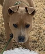 Enlarge Jade, a ADOPTABLE Pit Bull Terrier in Edgewood, NM image 1/4