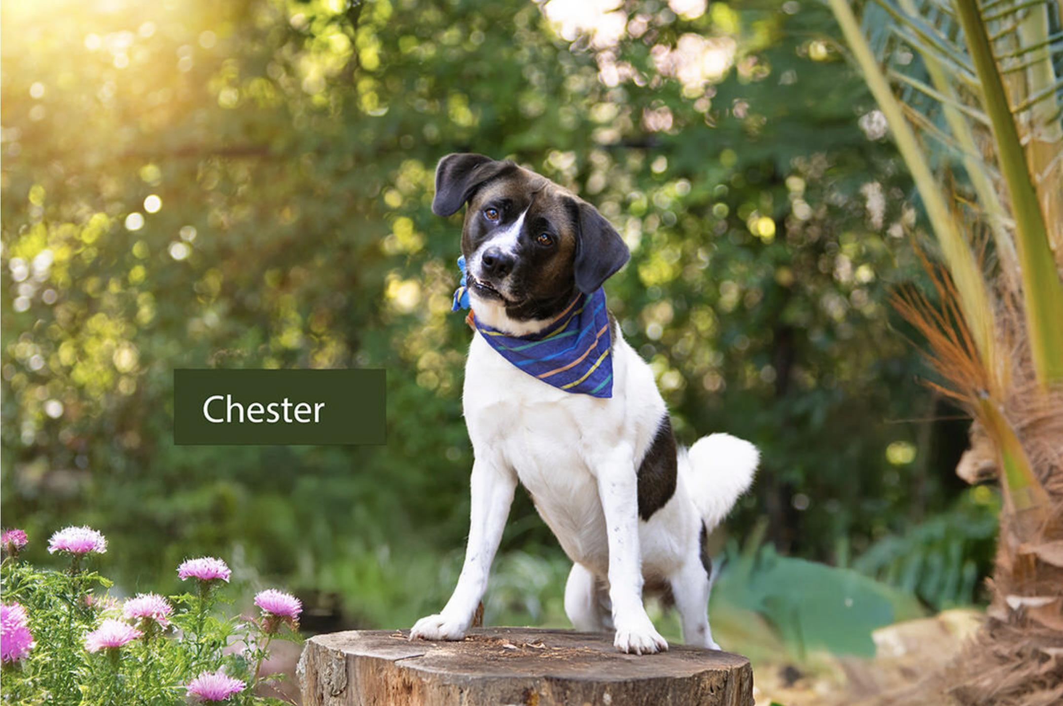 Chester, Adult Male unknown