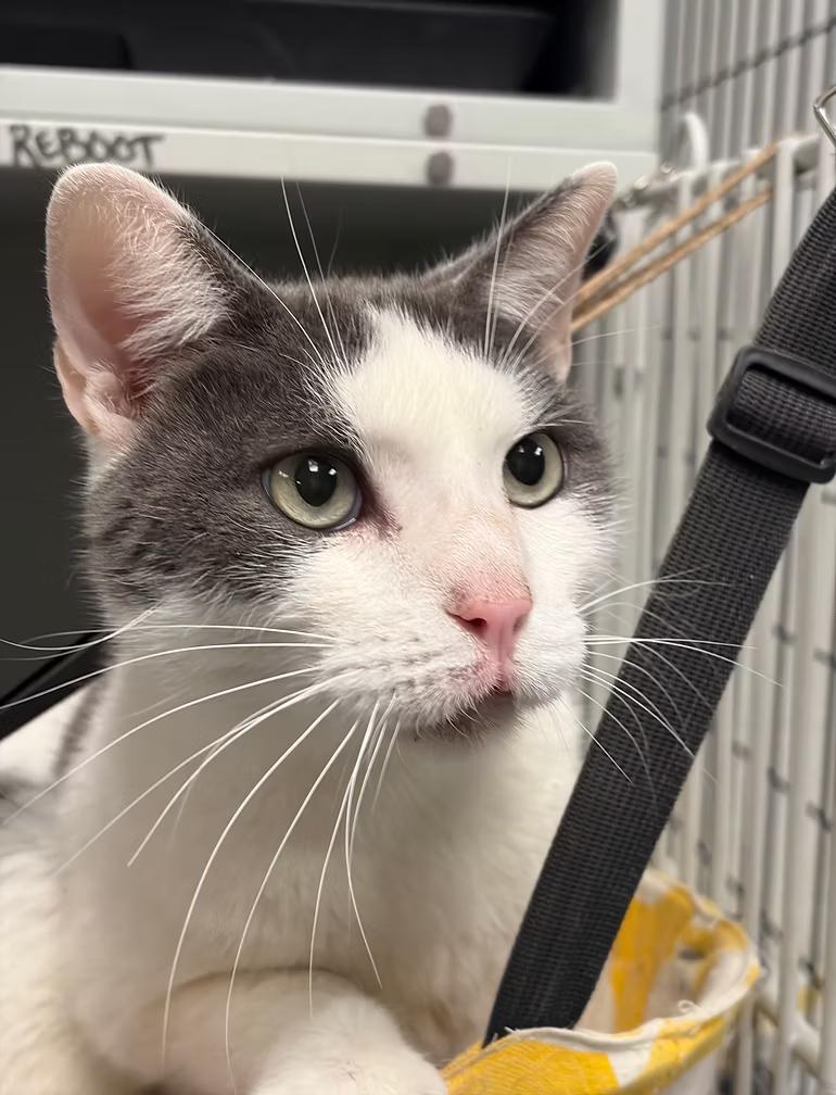 Reboot (reboot-ska-doot), Adoptable, Adult Male Domestic Short Hair.