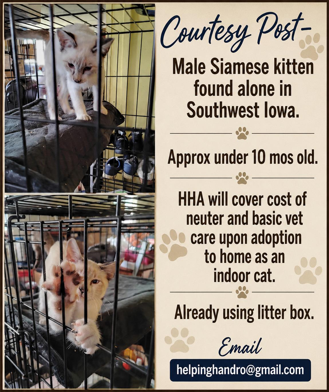 Siamese Boy -Courtesy Post, ADOPTABLE, Young Male Siamese.