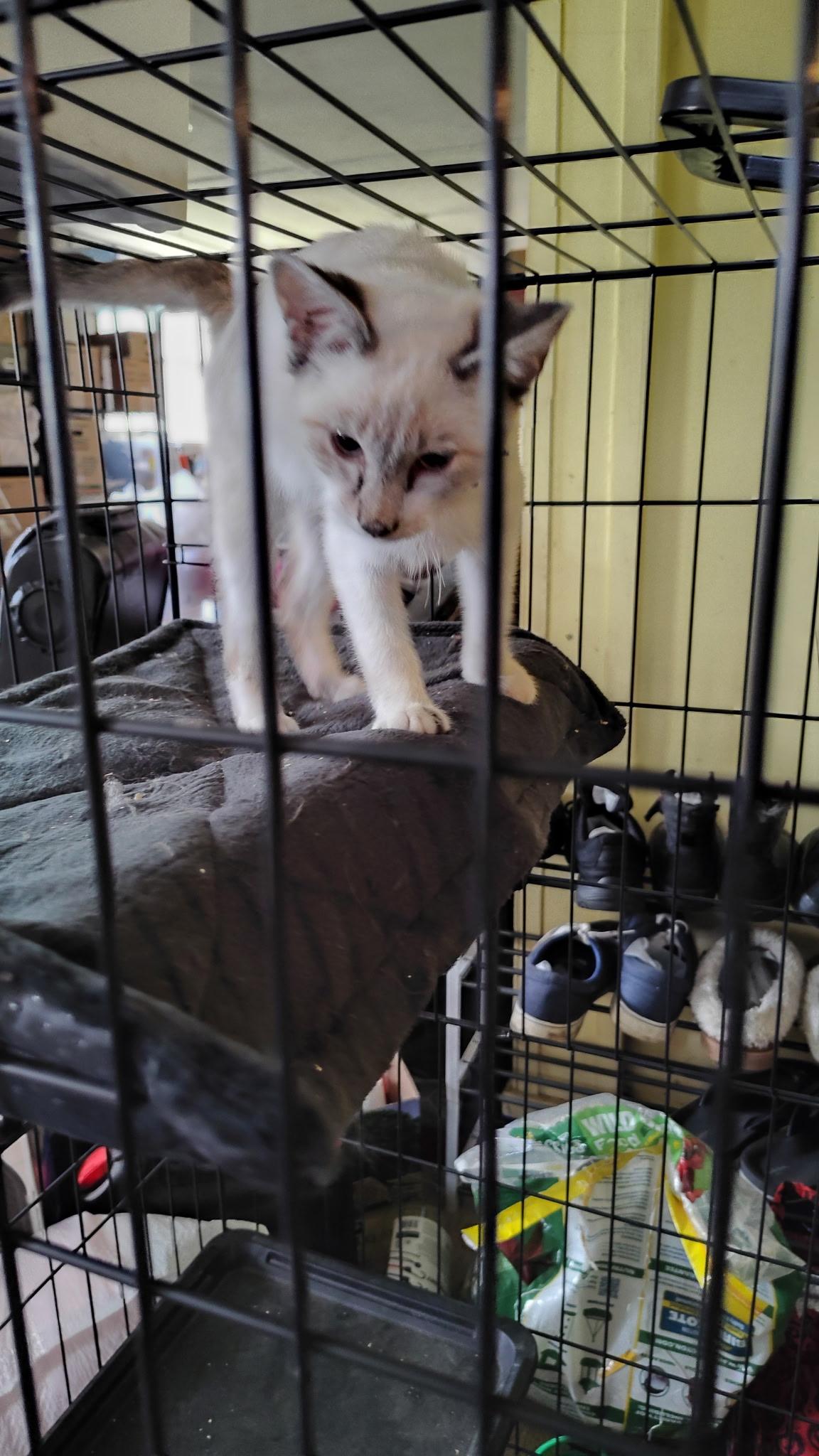 Siamese Boy -Courtesy Post, a ADOPTABLE mixed breed in Omaha, NE image 2/3