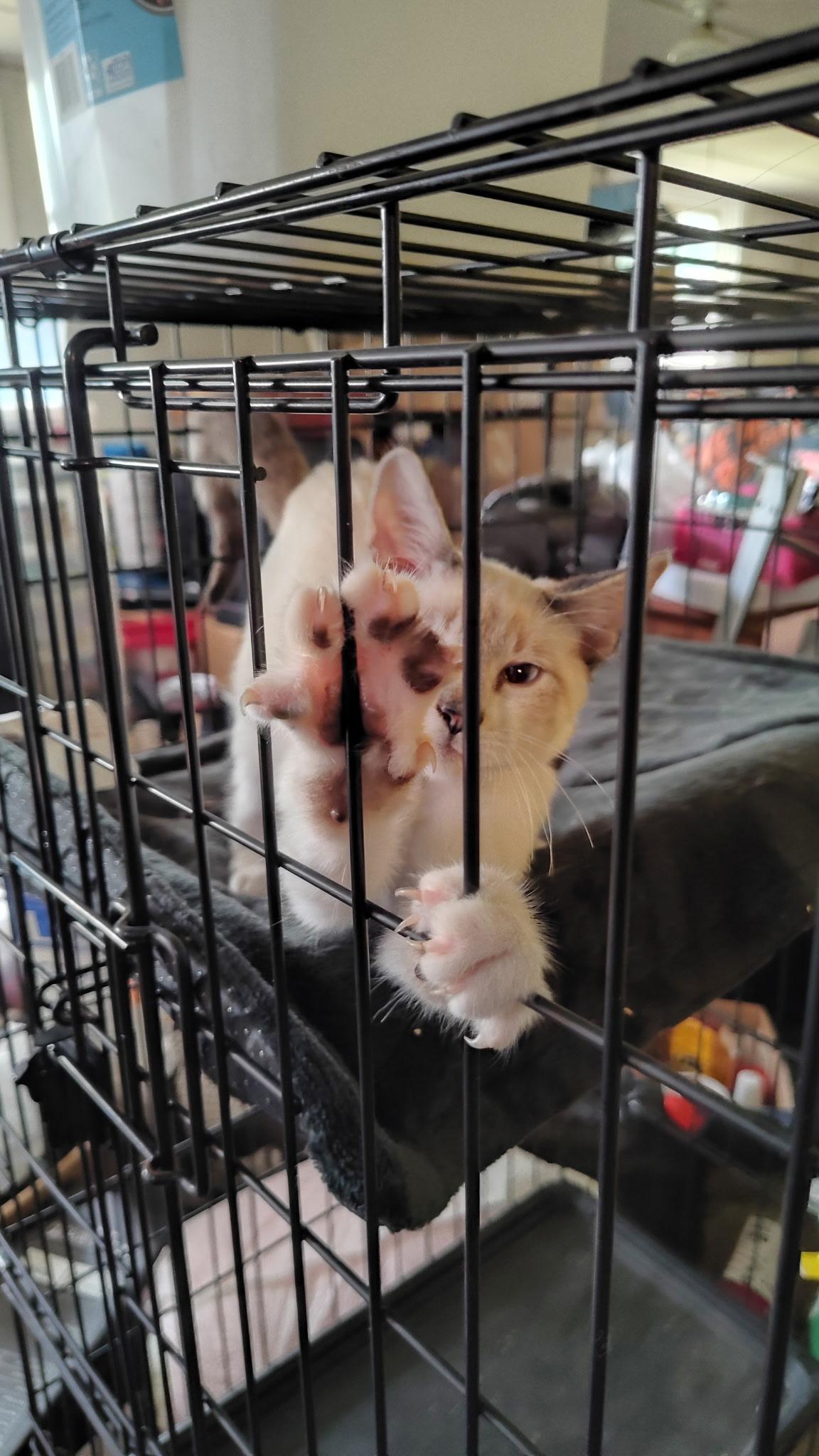 Siamese Boy -Courtesy Post, a ADOPTABLE mixed breed in Omaha, NE image 3/3