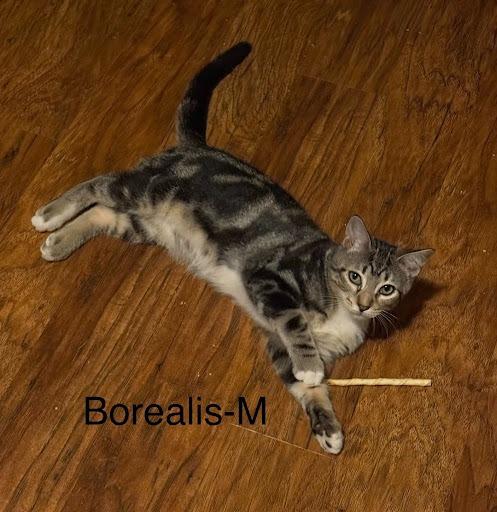 Enlarge Borealis, a Adoptable mixed breed in Lunenburg, MA image 2/2