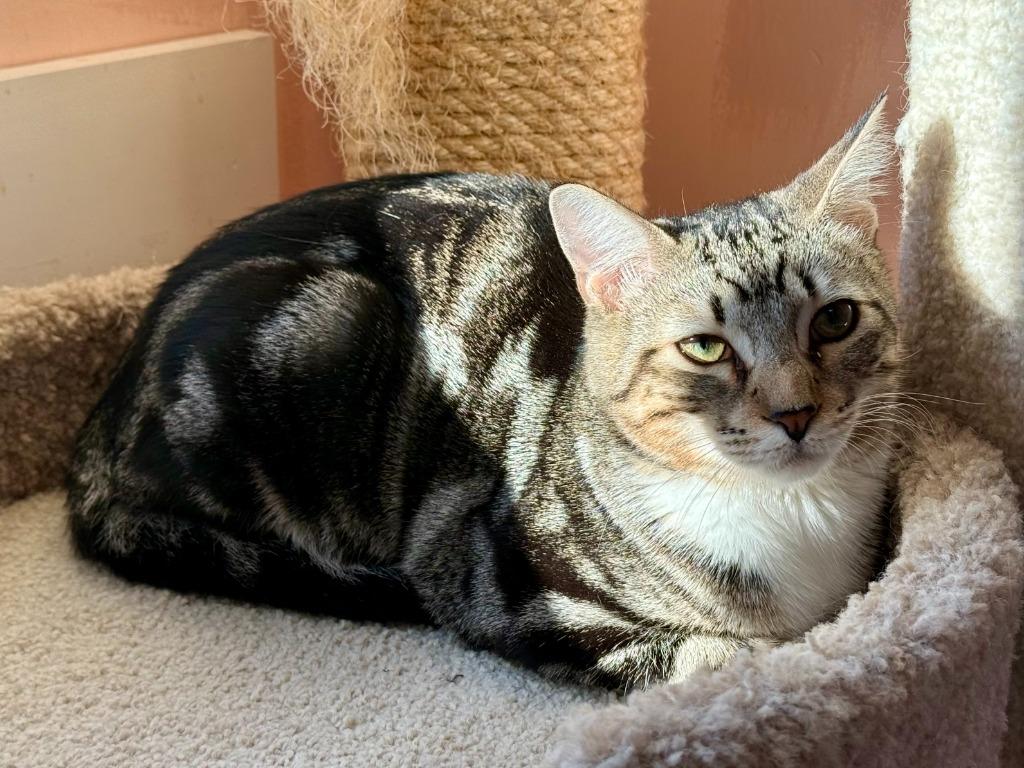 Borealis, Adoptable, Kitten Male Domestic Short Hair.