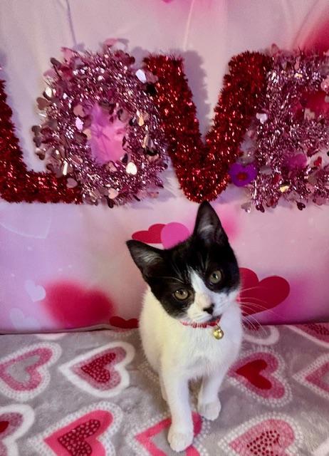 Abby, adopted, Kitten Female Domestic Short Hair.