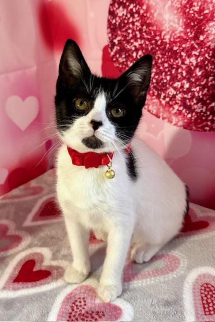 Enlarge Abby, an adopted Domestic Short Hair in West Chester, OH image 5/5