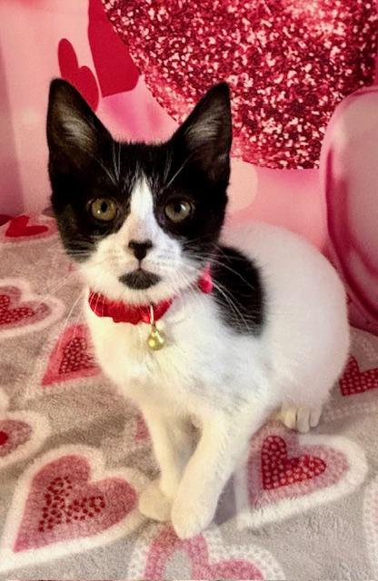 Enlarge Abby, an adopted Domestic Short Hair in West Chester, OH image 2/5