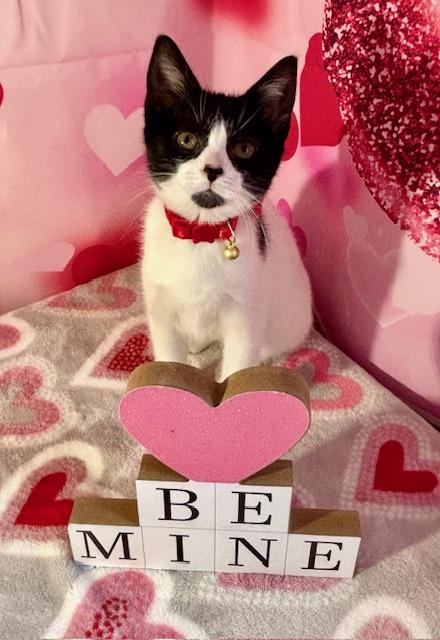 Enlarge Abby, an adopted Domestic Short Hair in West Chester, OH image 3/5