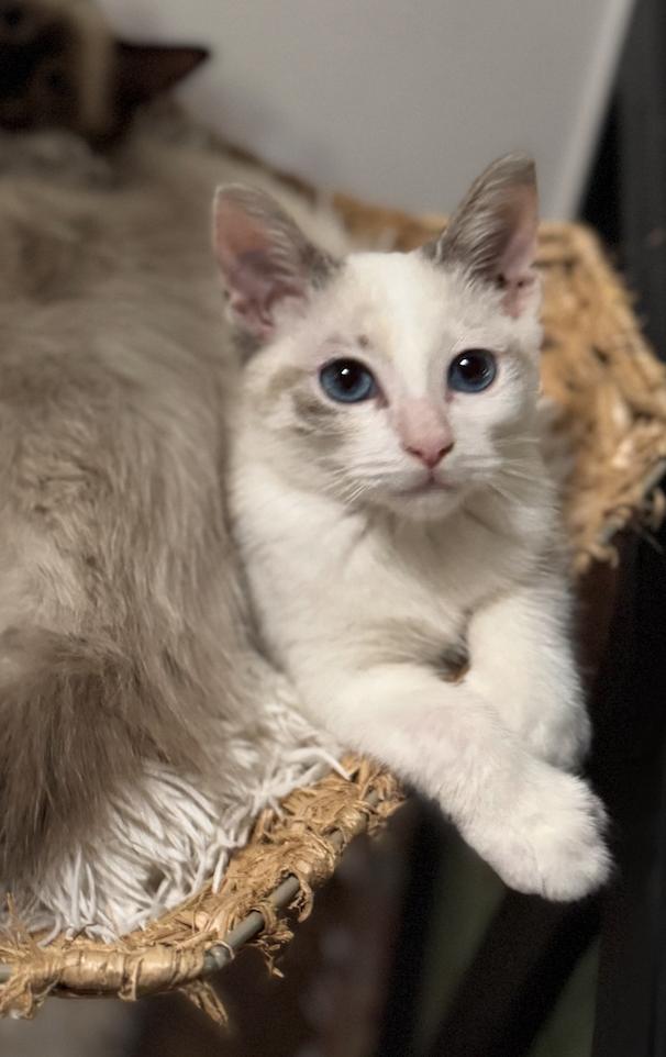 Christina, Adopted, Young Female Manx & Extra-Toes Cat / Hemingway Polydactyl.