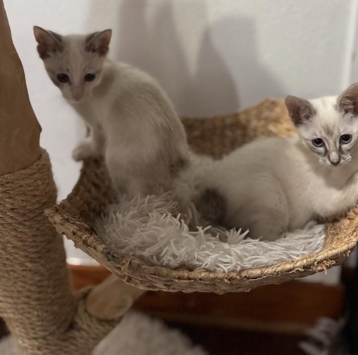 Enlarge Christina, a Adopted mixed breed in Richmond, TX image 3/4