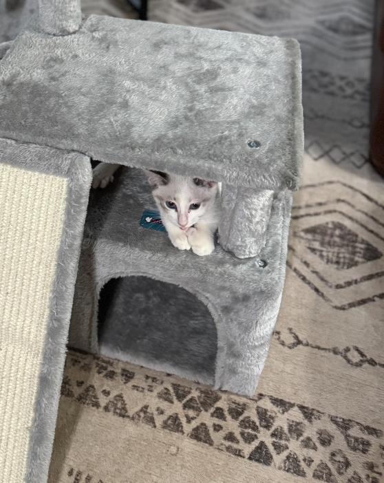 Enlarge Christina, a Adopted mixed breed in Richmond, TX image 4/4