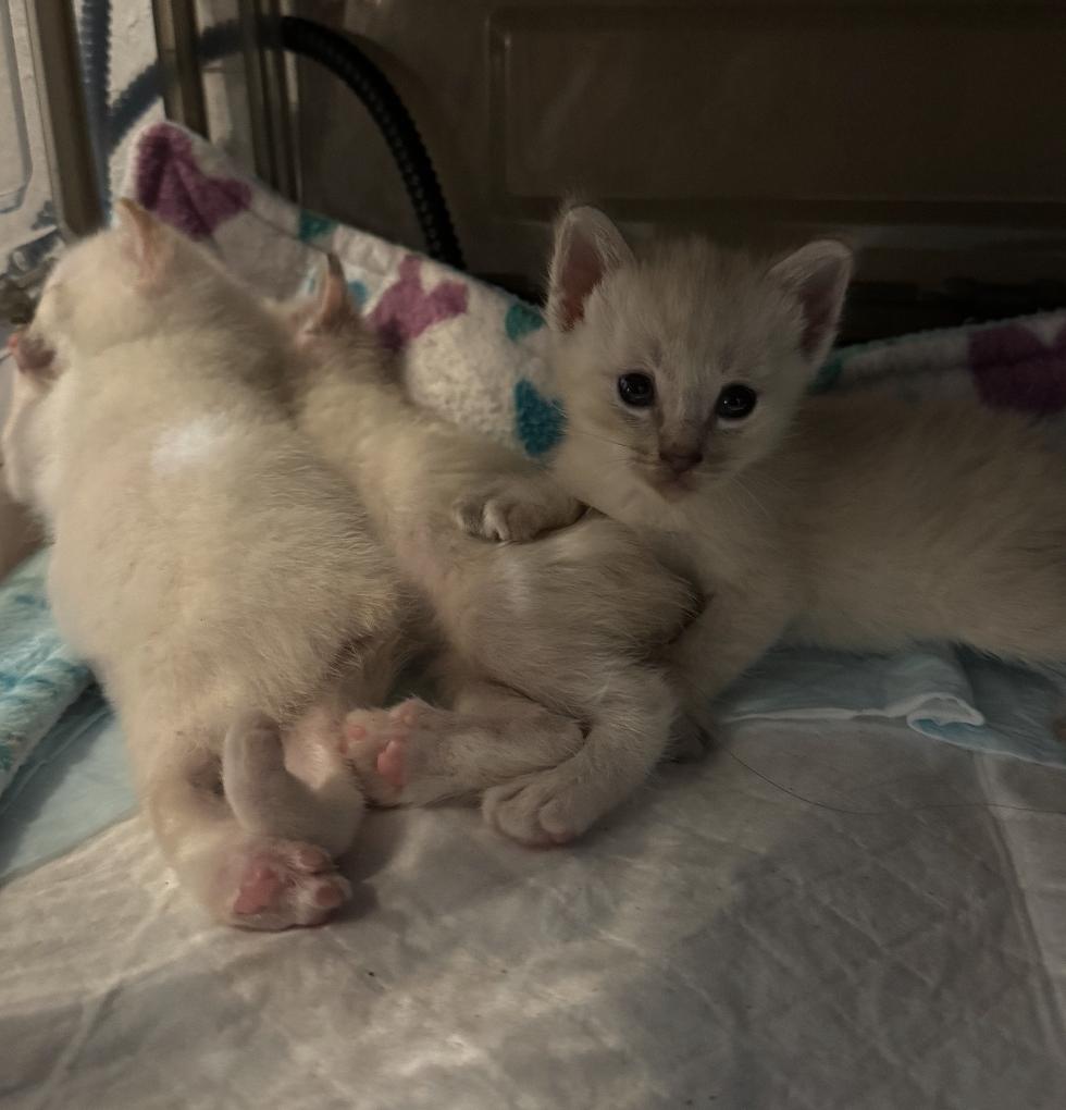 Enlarge Christina, a Adopted mixed breed in Richmond, TX image 2/4