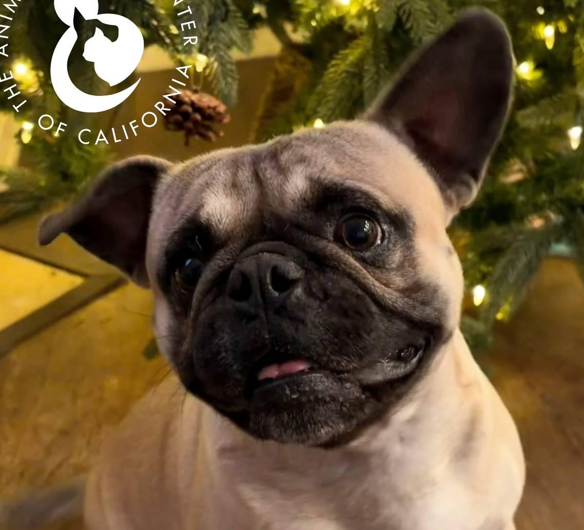 Smokey, ADOPTABLE, Young Male Pug & French Bulldog.