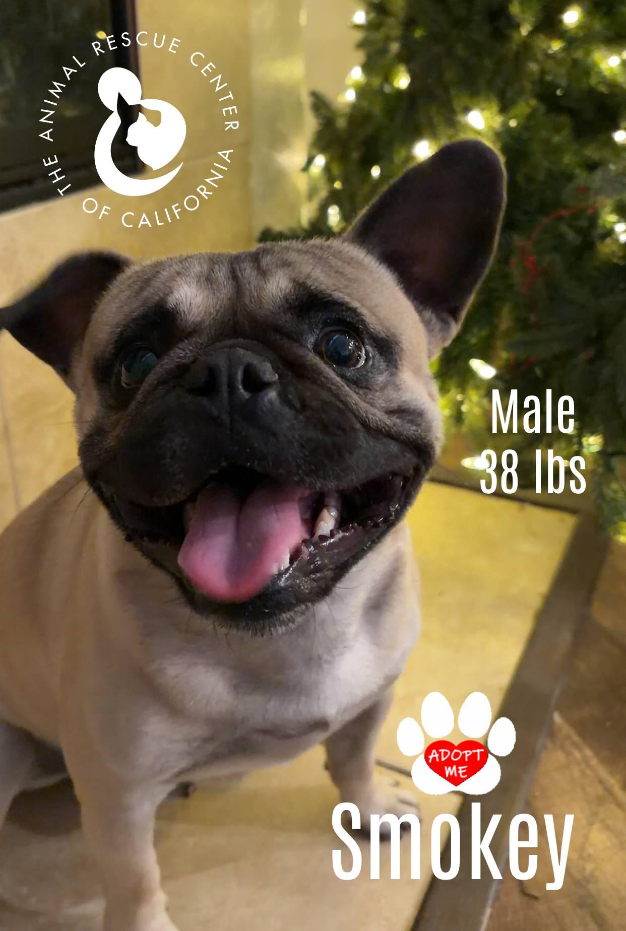 Smokey, a ADOPTABLE mixed breed in Coachella, CA image 3/3