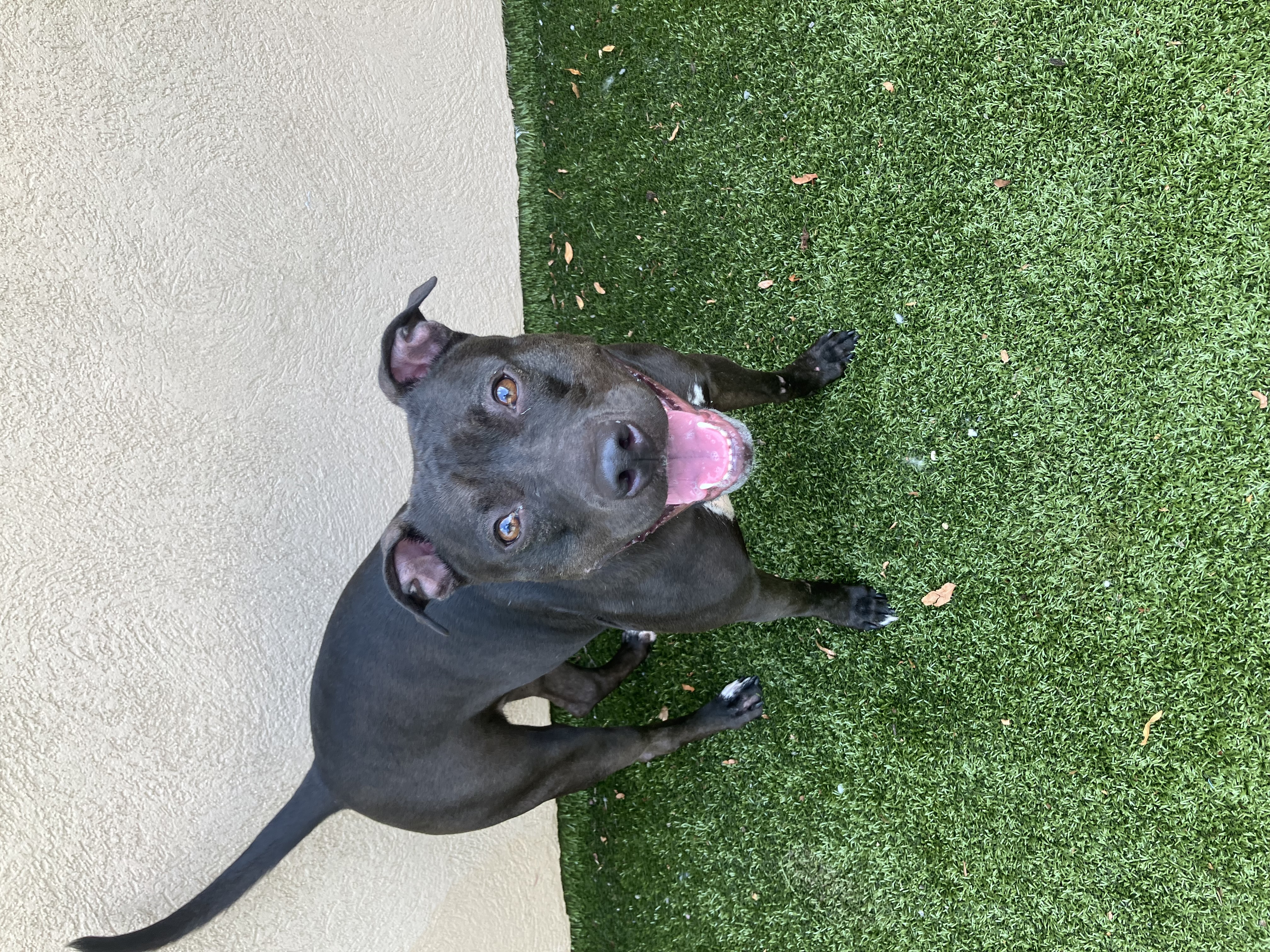 Enlarge Dumpling, a Adoptable Mixed Breed in Binghamton, NY image 2/4