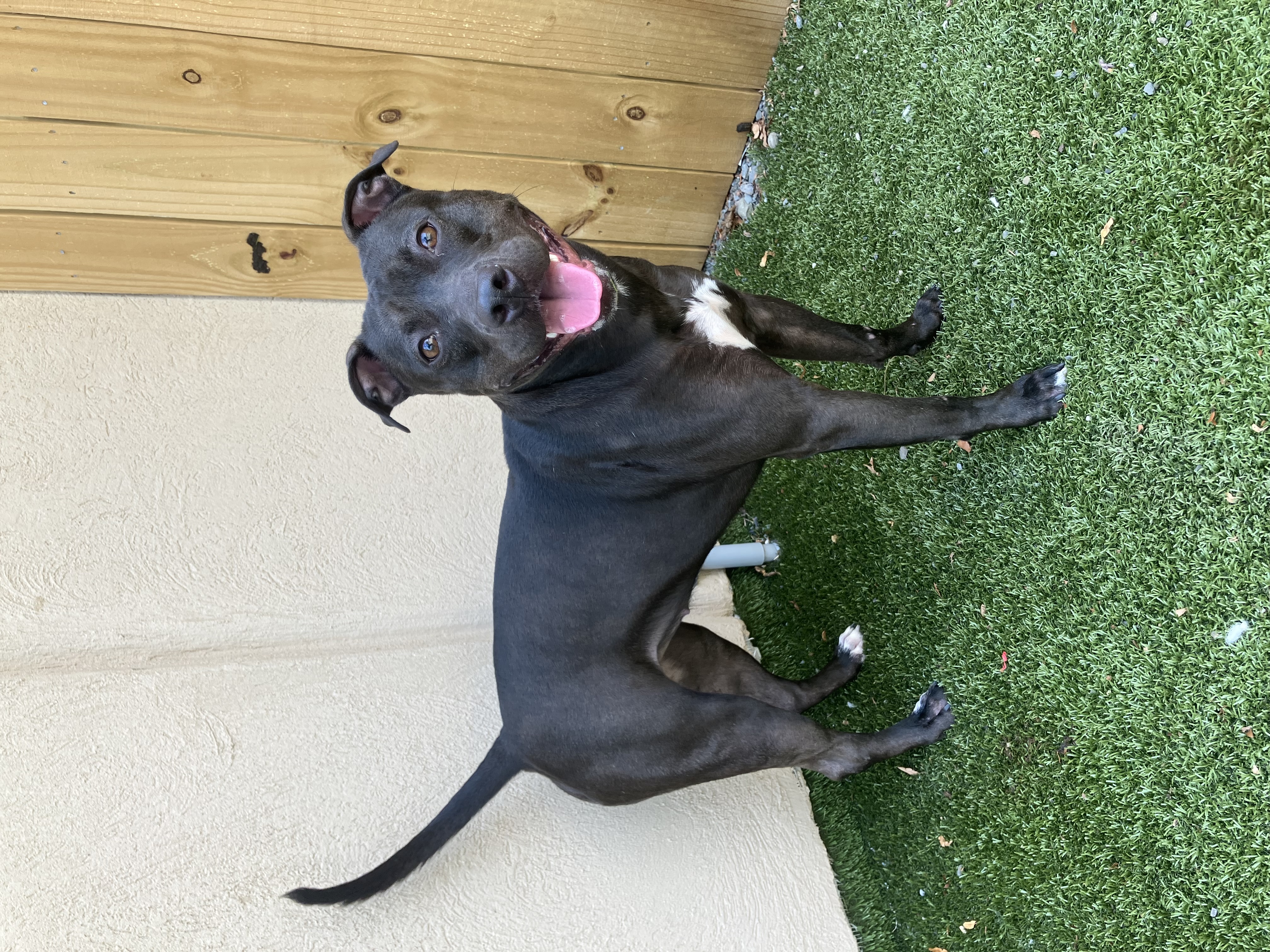 Enlarge Dumpling, a Adoptable Mixed Breed in Binghamton, NY image 3/4