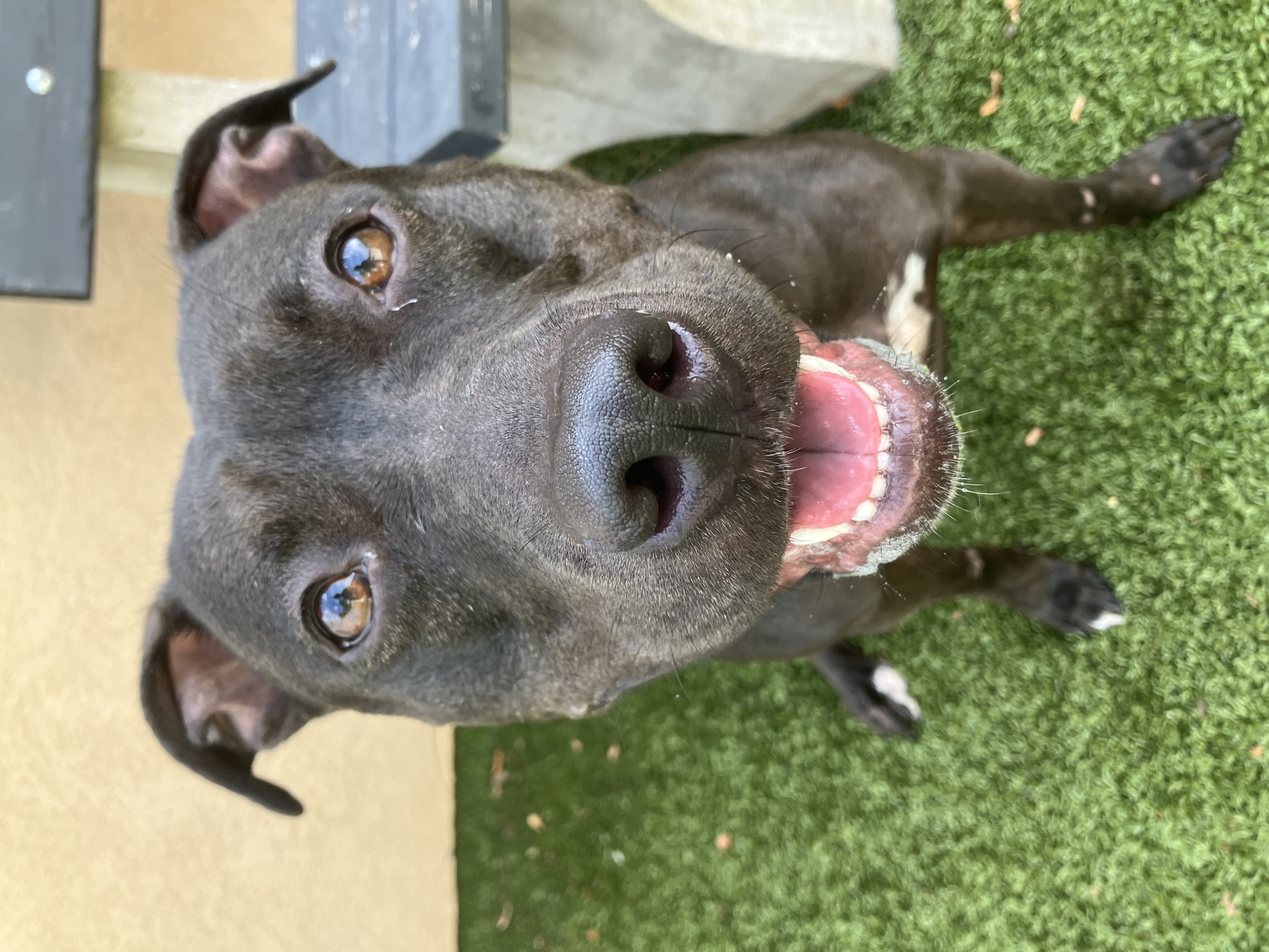 Dumpling, Adoptable, Adult Female Mixed Breed.