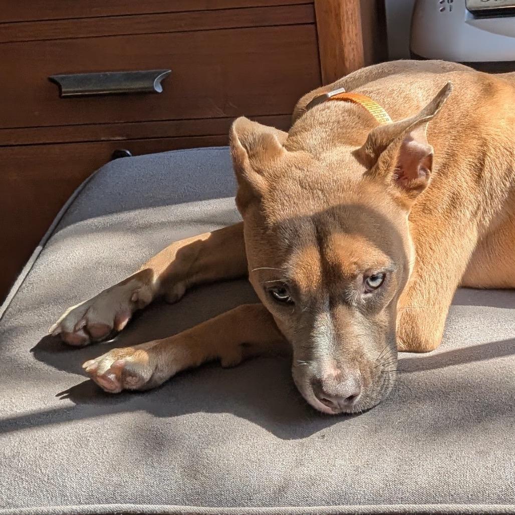 Enlarge Roo Girl, a Adoptable Mixed Breed in Savannah, GA image 1/6