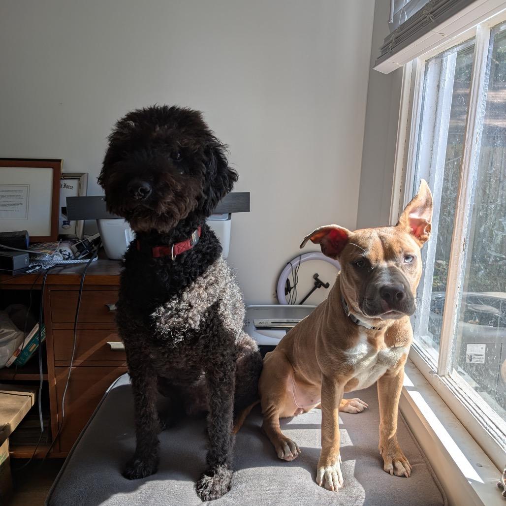 Enlarge Roo Girl, a Adoptable Mixed Breed in Savannah, GA image 2/6