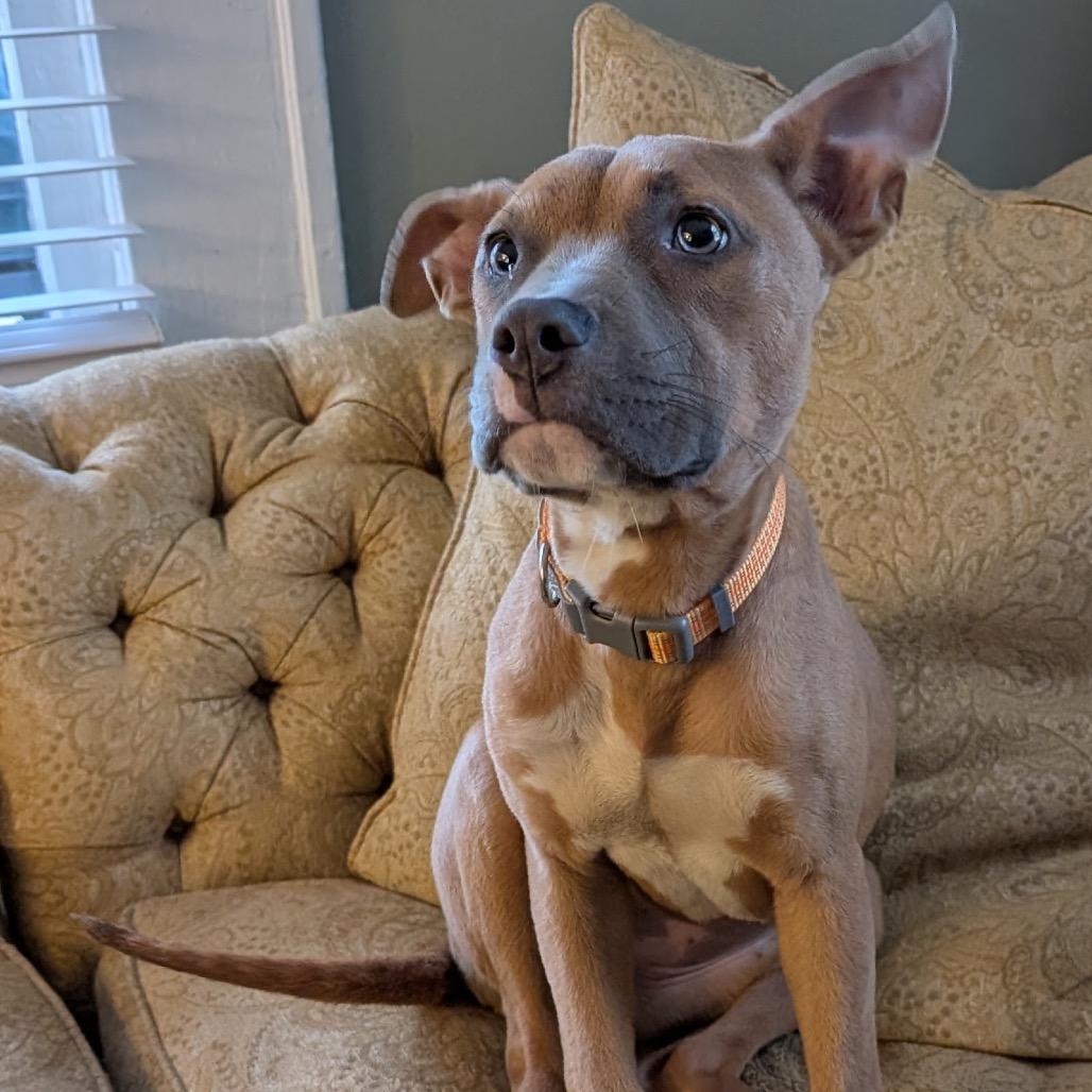 Enlarge Roo Girl, a Adoptable Mixed Breed in Savannah, GA image 3/6