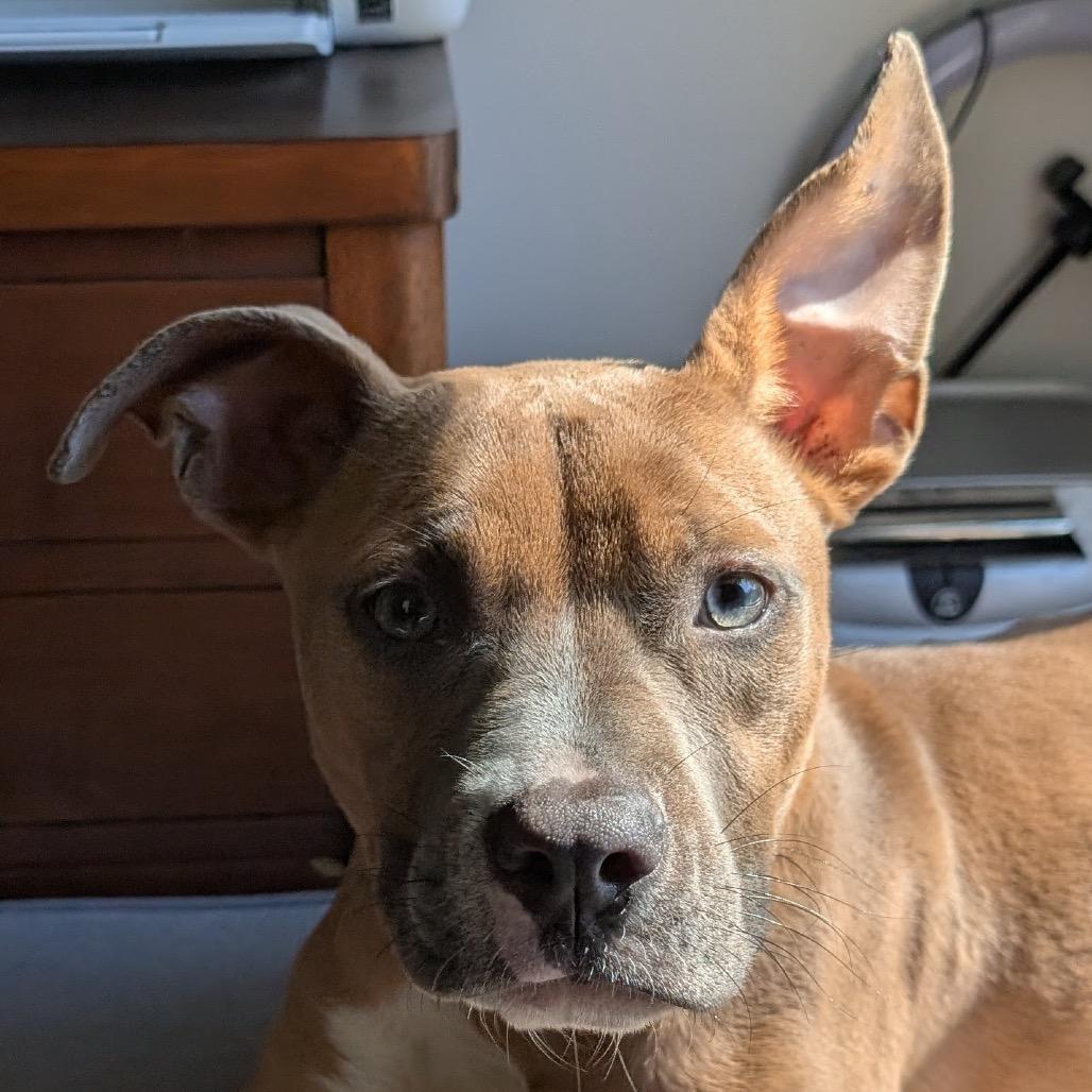 Enlarge Roo Girl, a Adoptable Mixed Breed in Savannah, GA image 4/6