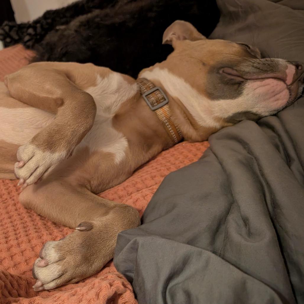 Enlarge Roo Girl, a Adoptable Mixed Breed in Savannah, GA image 5/6