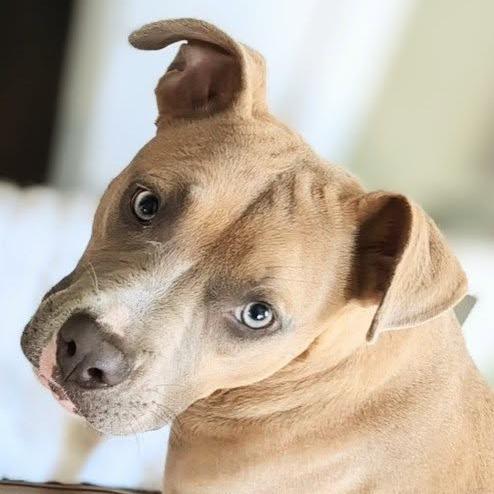 Enlarge Roo Girl, a Adoptable Mixed Breed in Savannah, GA image 6/6