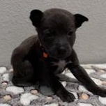 Samuel — thumbnail 3