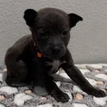 Samuel — thumbnail 4