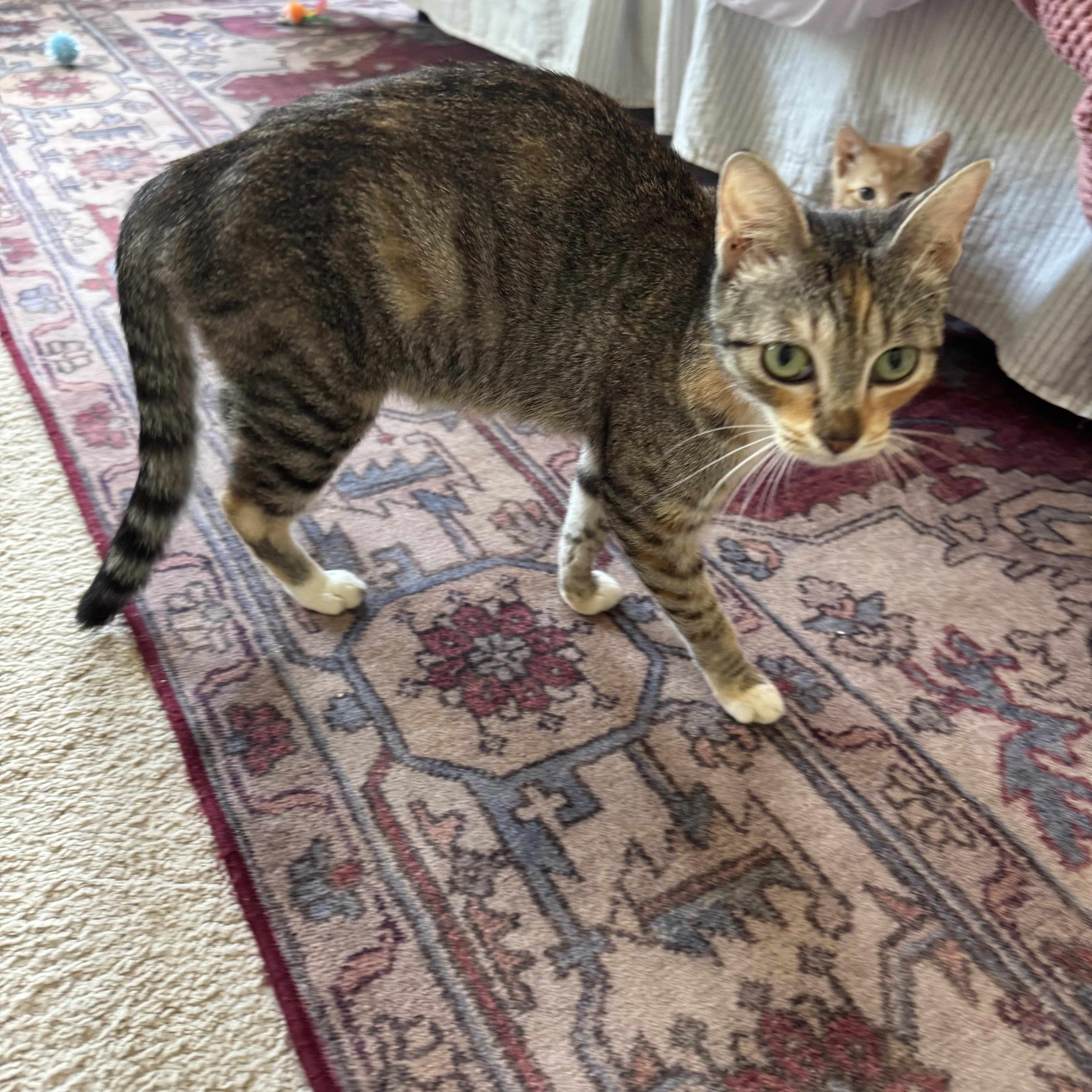 Enlarge Jenny, a Adopted Calico in Charlotte, NC image 2/6
