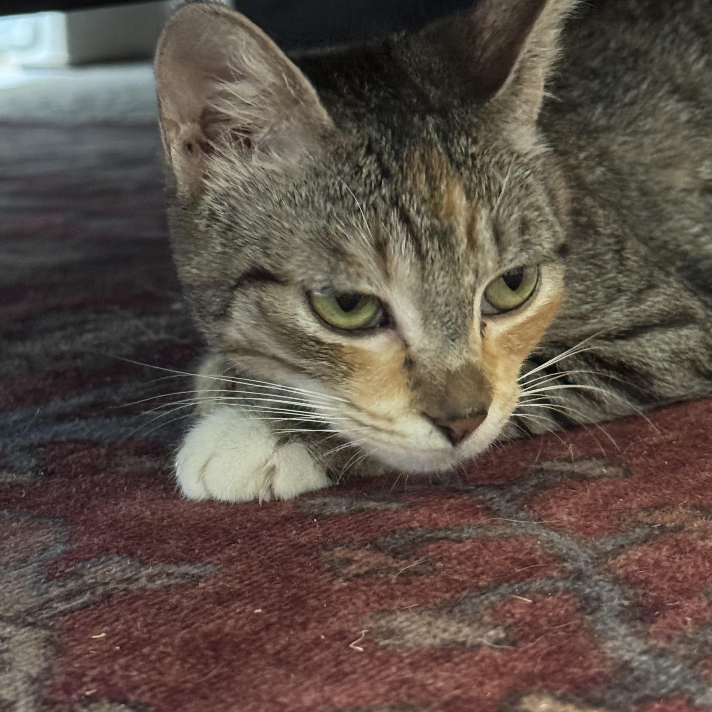 Enlarge Jenny, a Adopted Calico in Charlotte, NC image 6/6