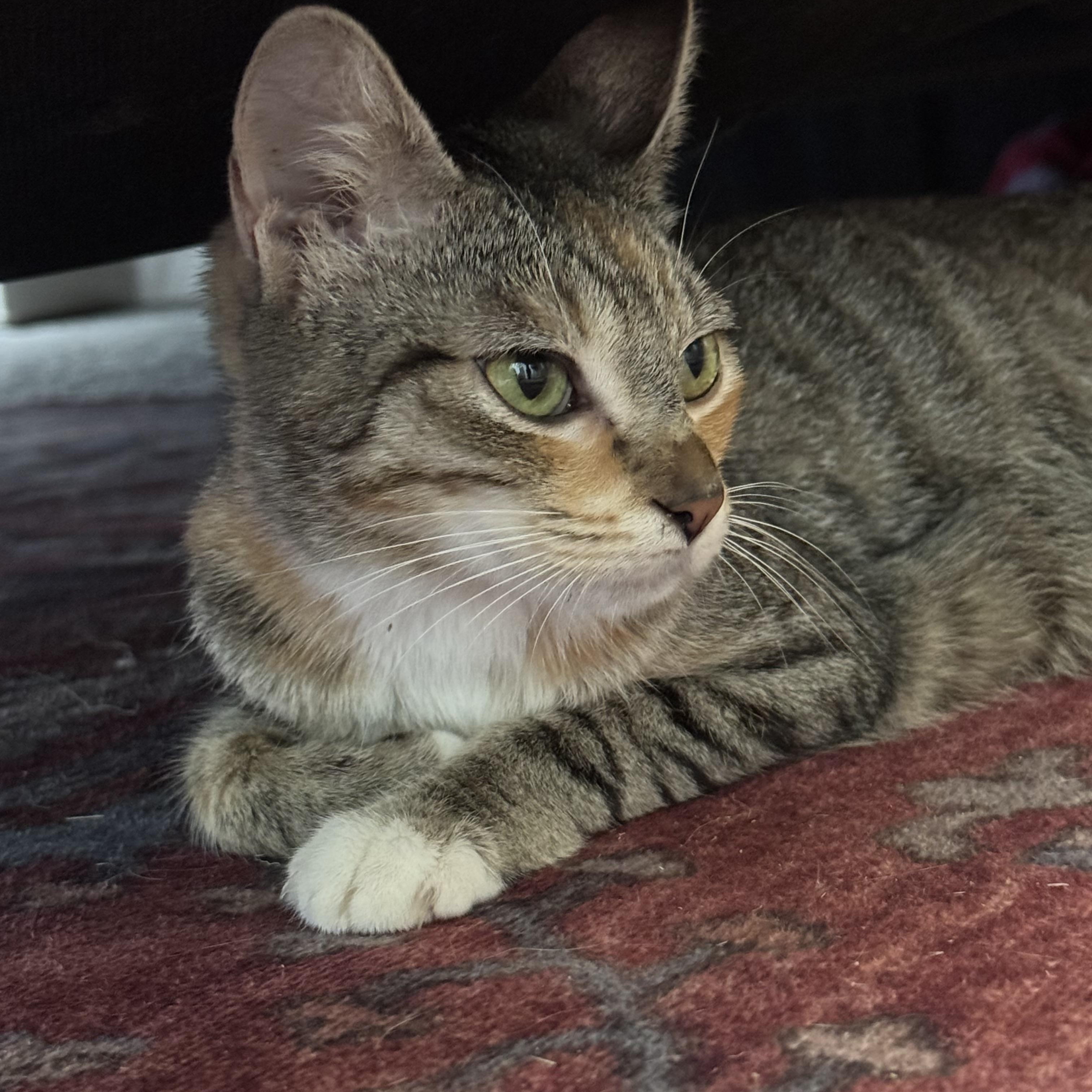 Enlarge Jenny, a Adopted Calico in Charlotte, NC image 3/6