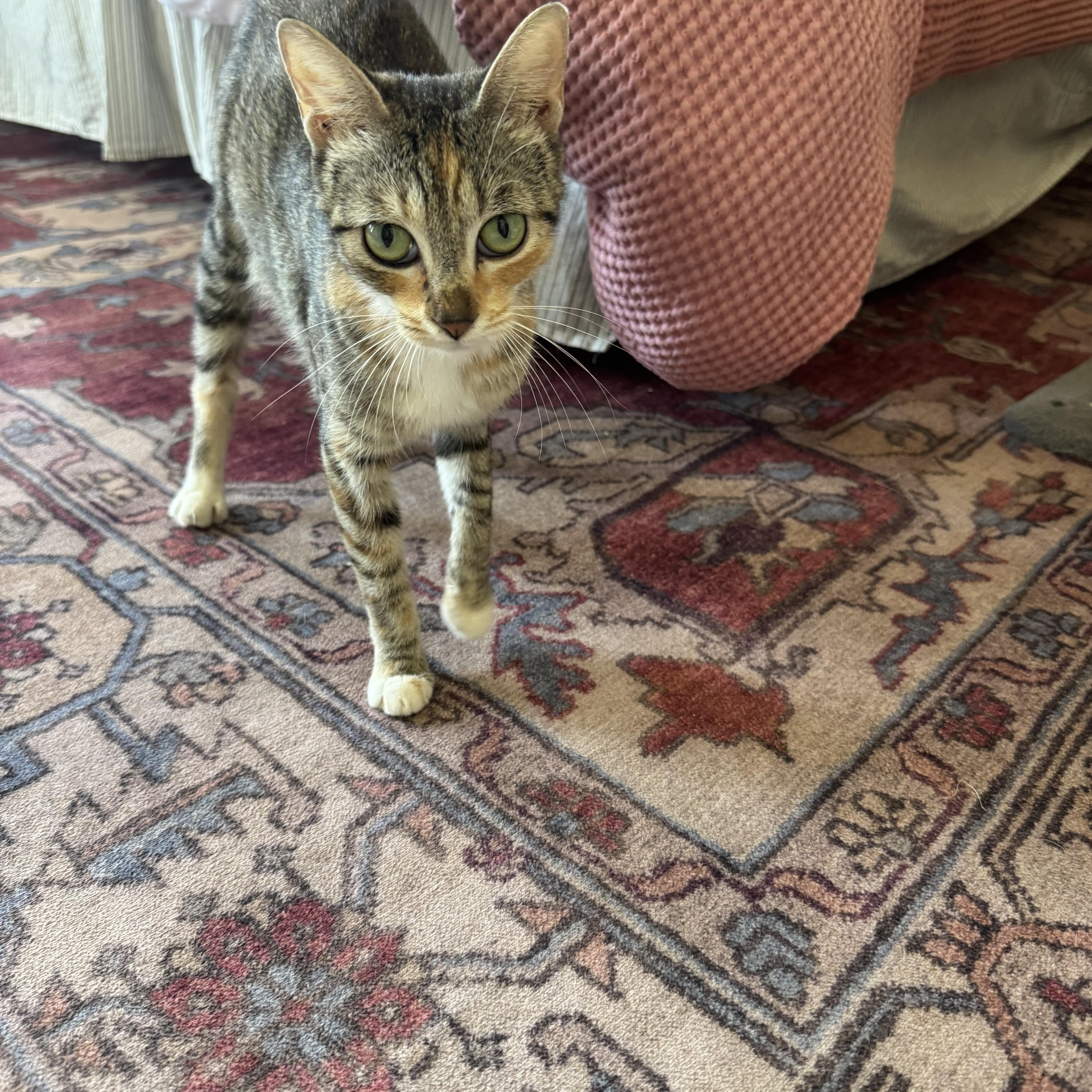 Enlarge Jenny, a Adopted Calico in Charlotte, NC image 5/6