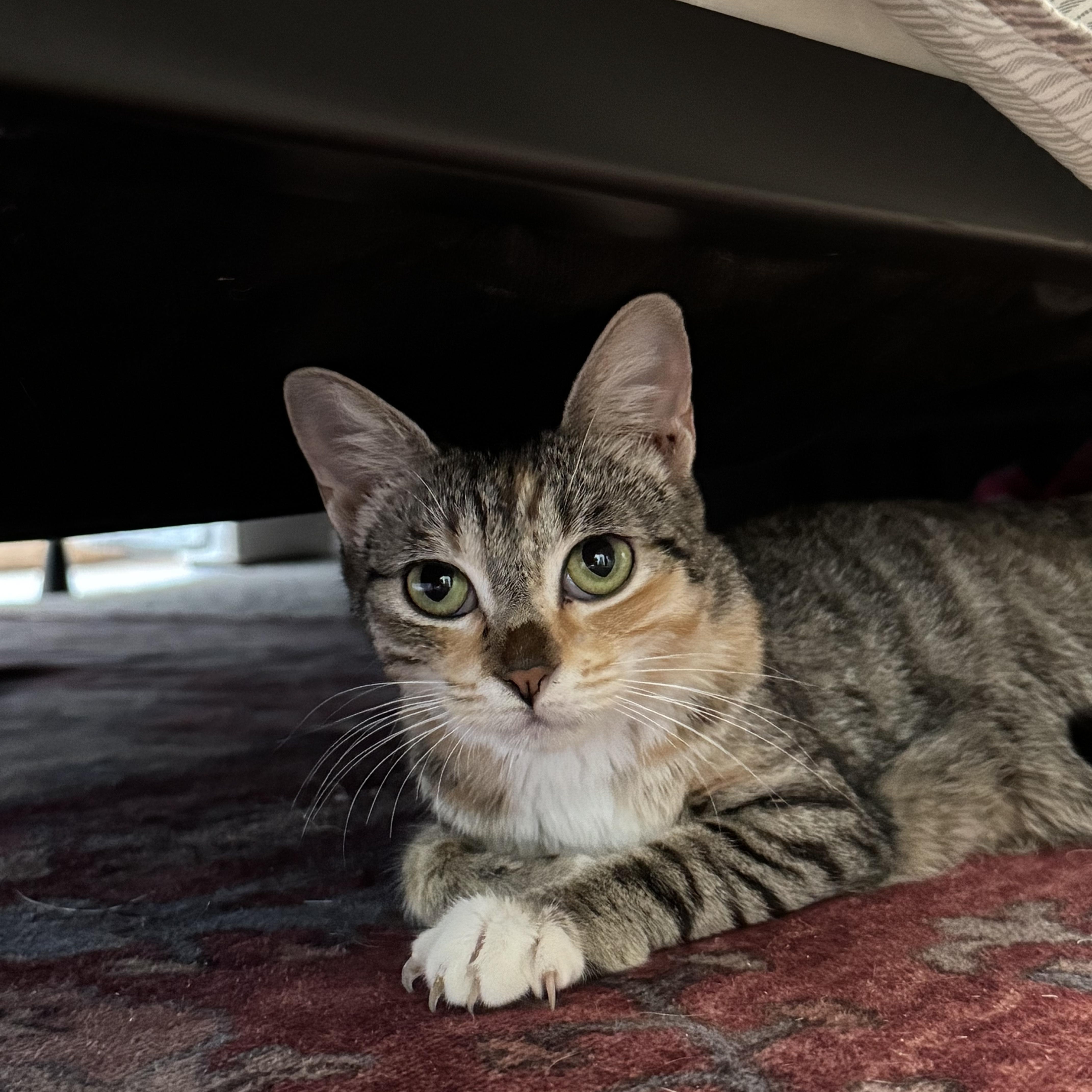 Enlarge Jenny, a Adopted Calico in Charlotte, NC image 4/6