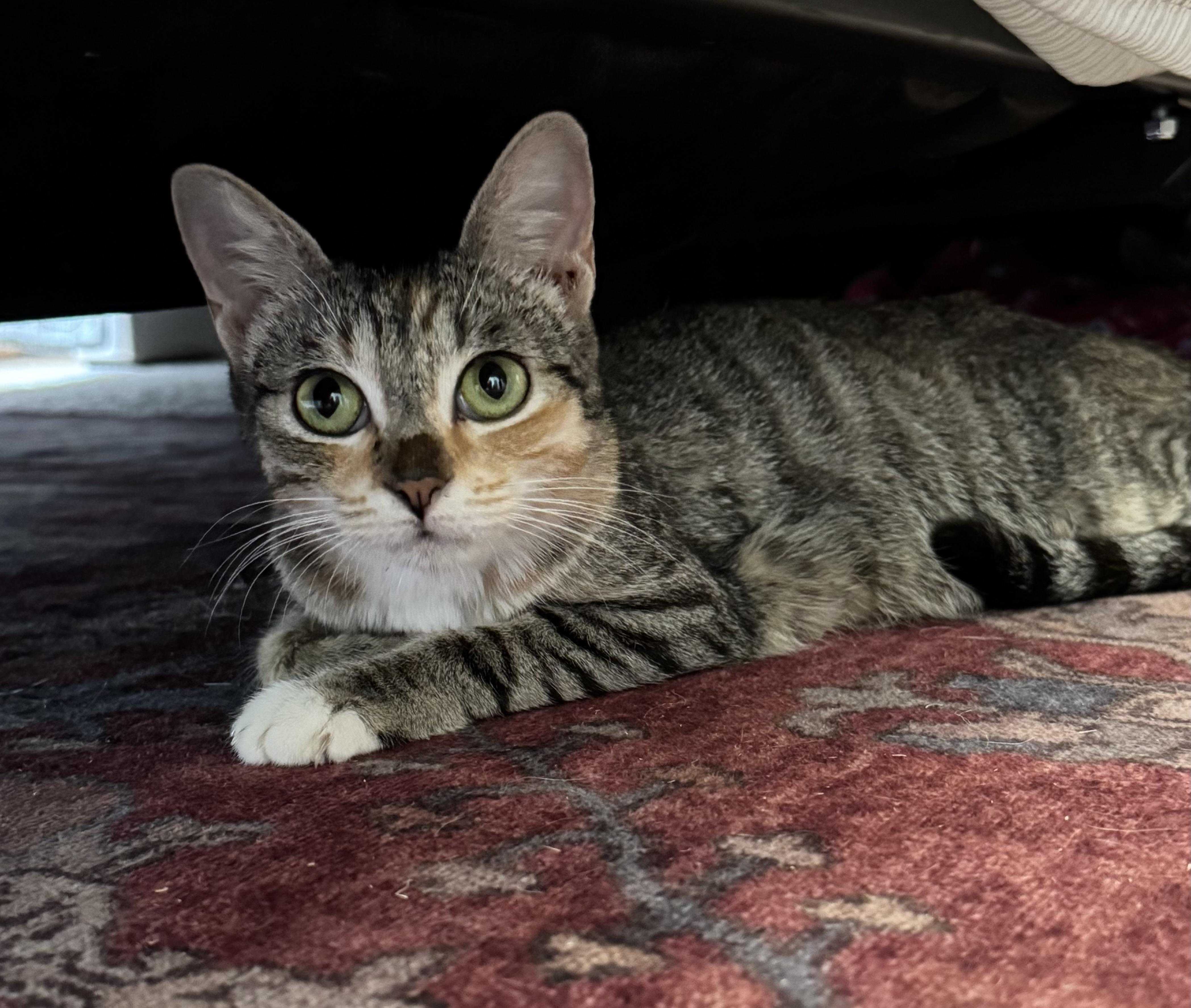 Jenny, Adopted, Young Female Calico.