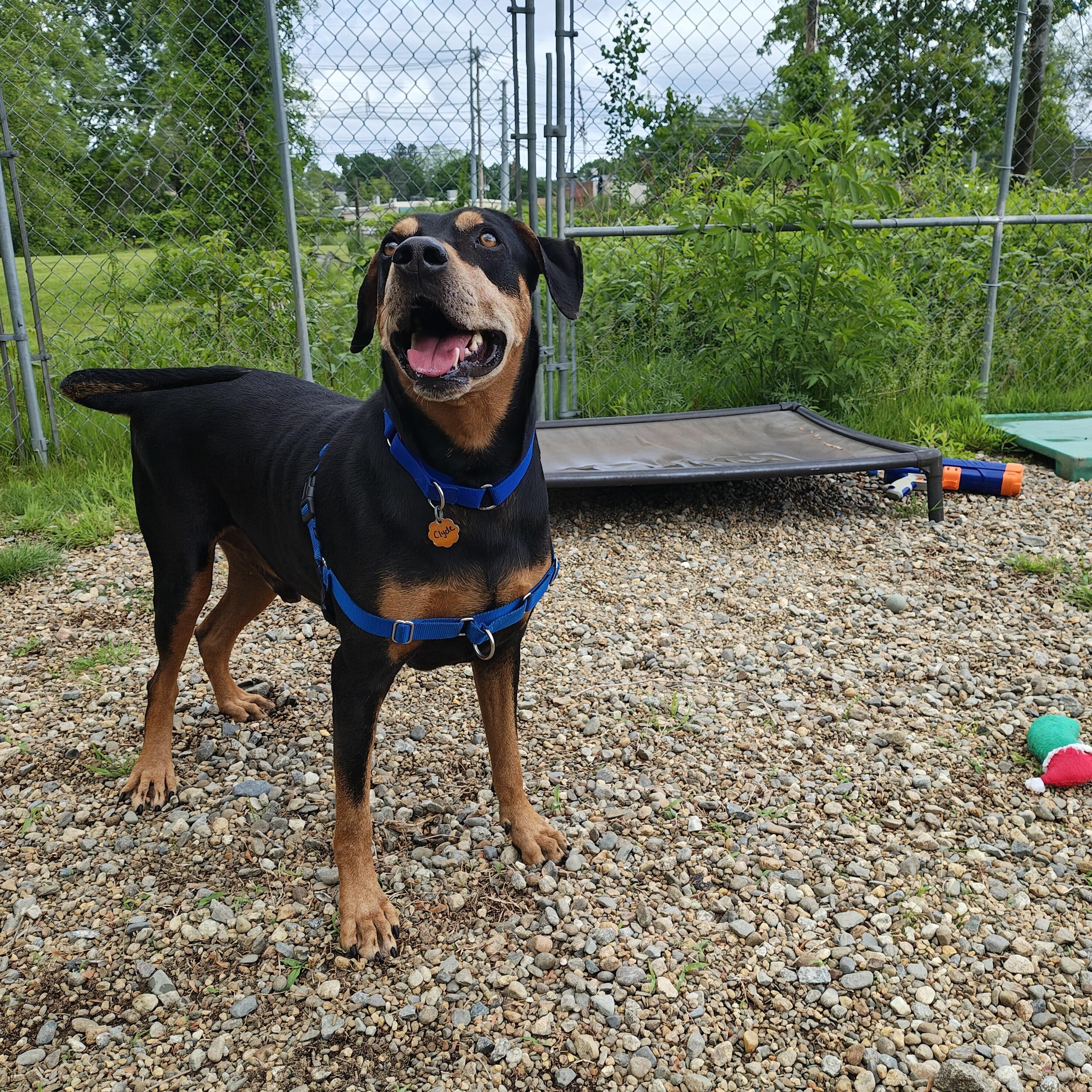 Clyde, a ADOPTABLE mixed breed in Salem, NH image 4/5