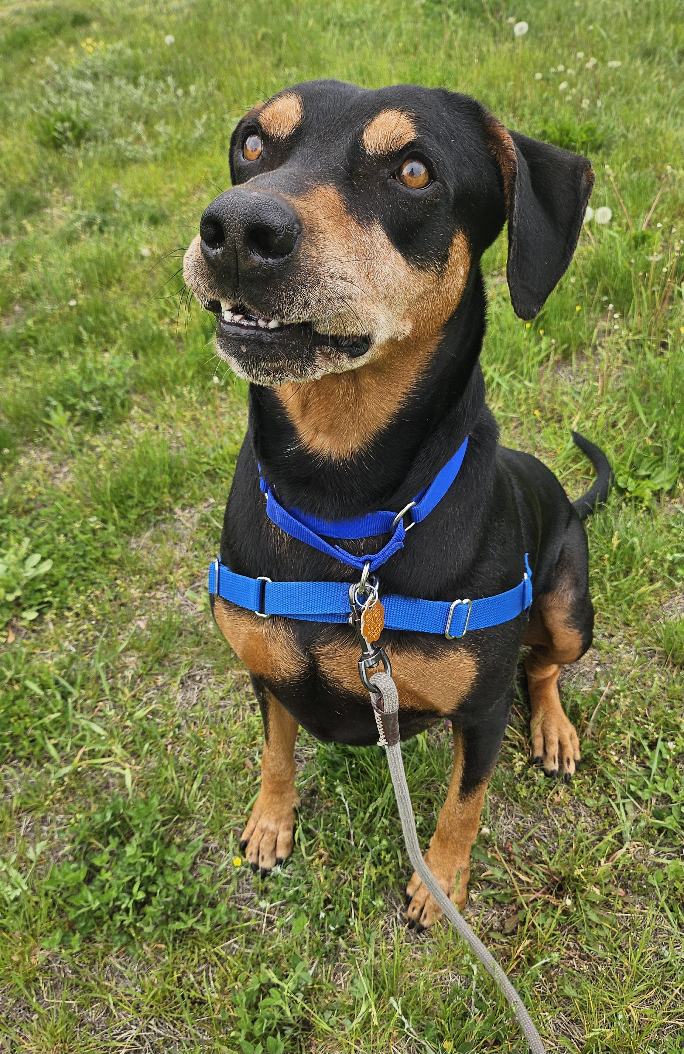 Clyde, a ADOPTABLE mixed breed in Salem, NH image 3/5