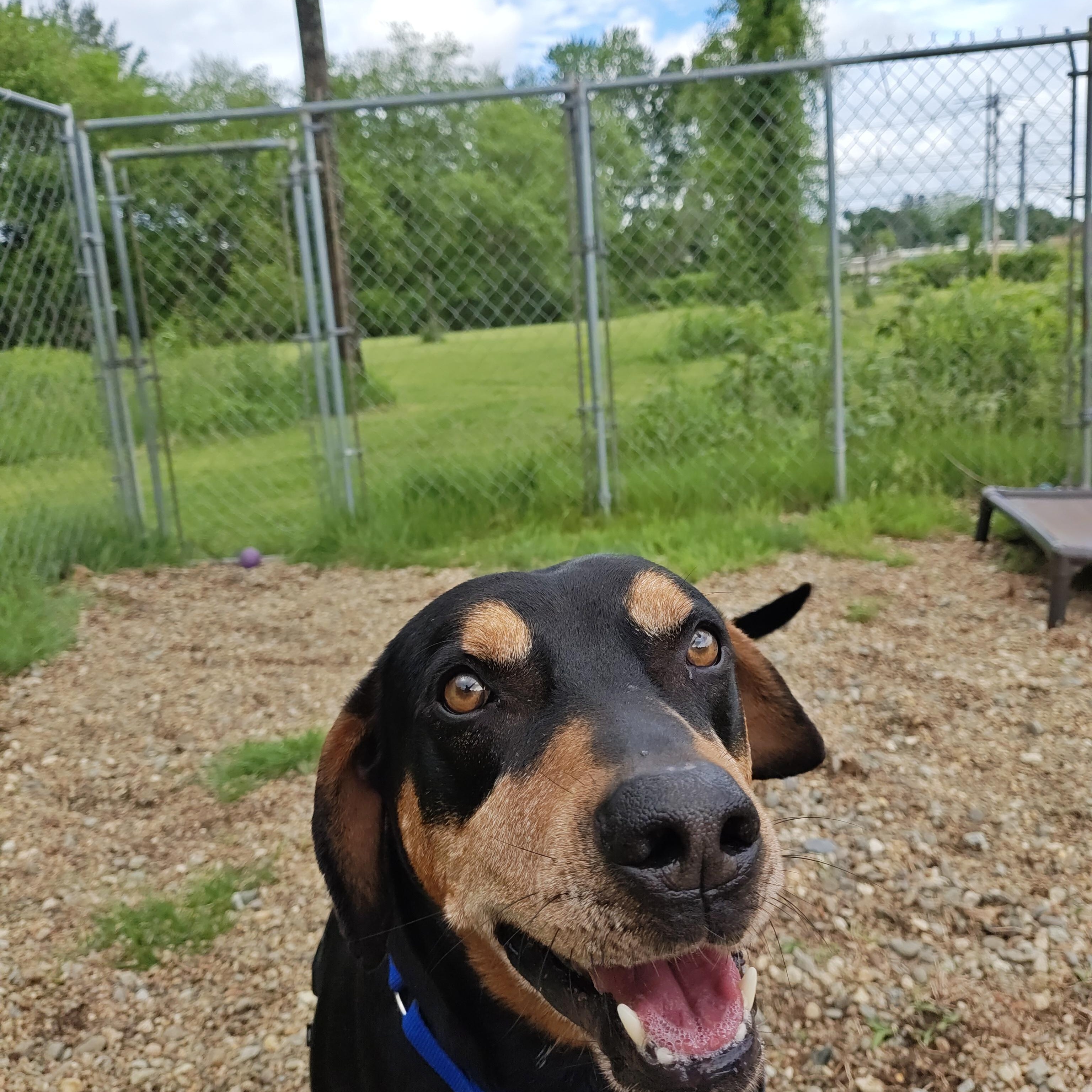 Clyde, a ADOPTABLE mixed breed in Salem, NH image 2/5