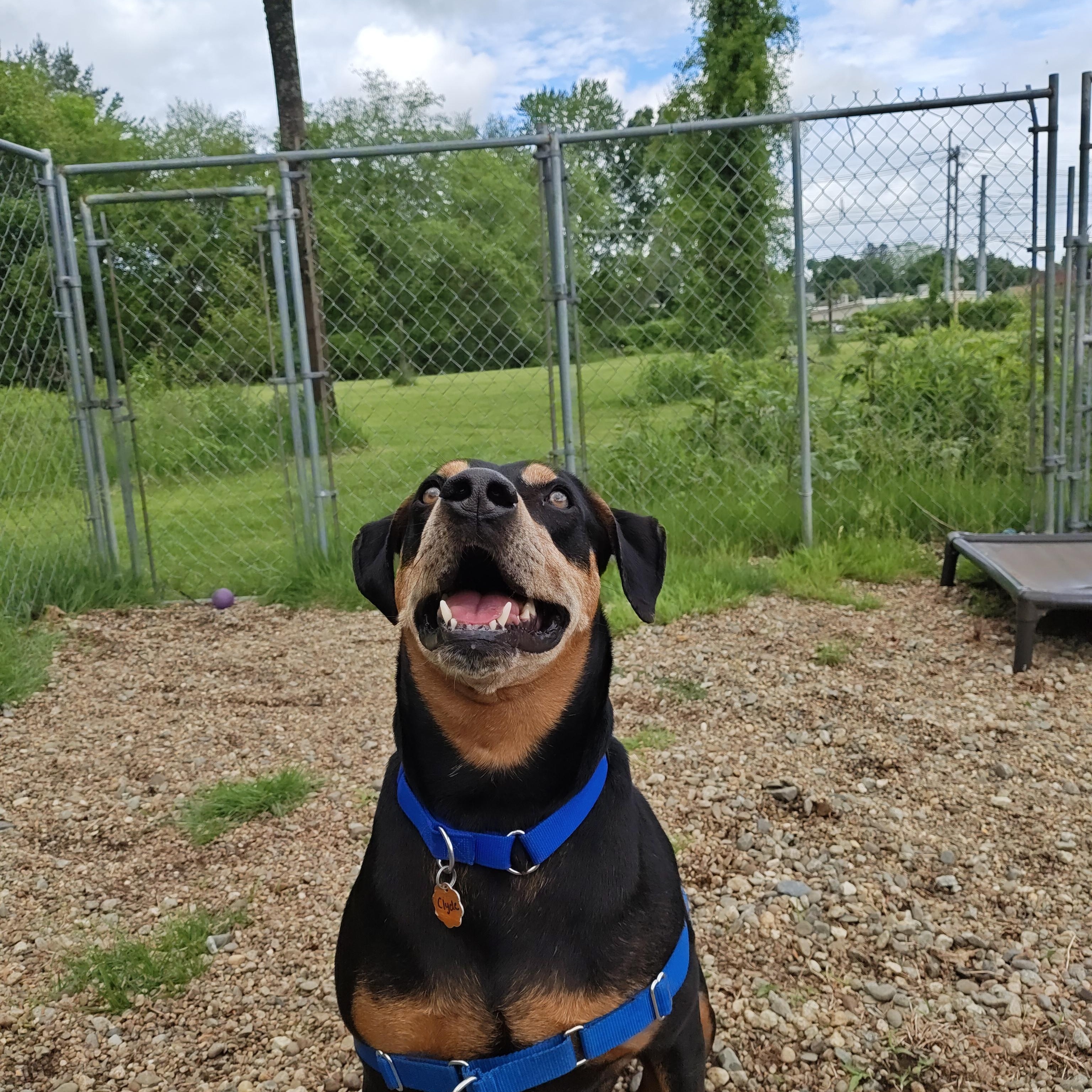 Clyde, a ADOPTABLE mixed breed in Salem, NH image 5/5