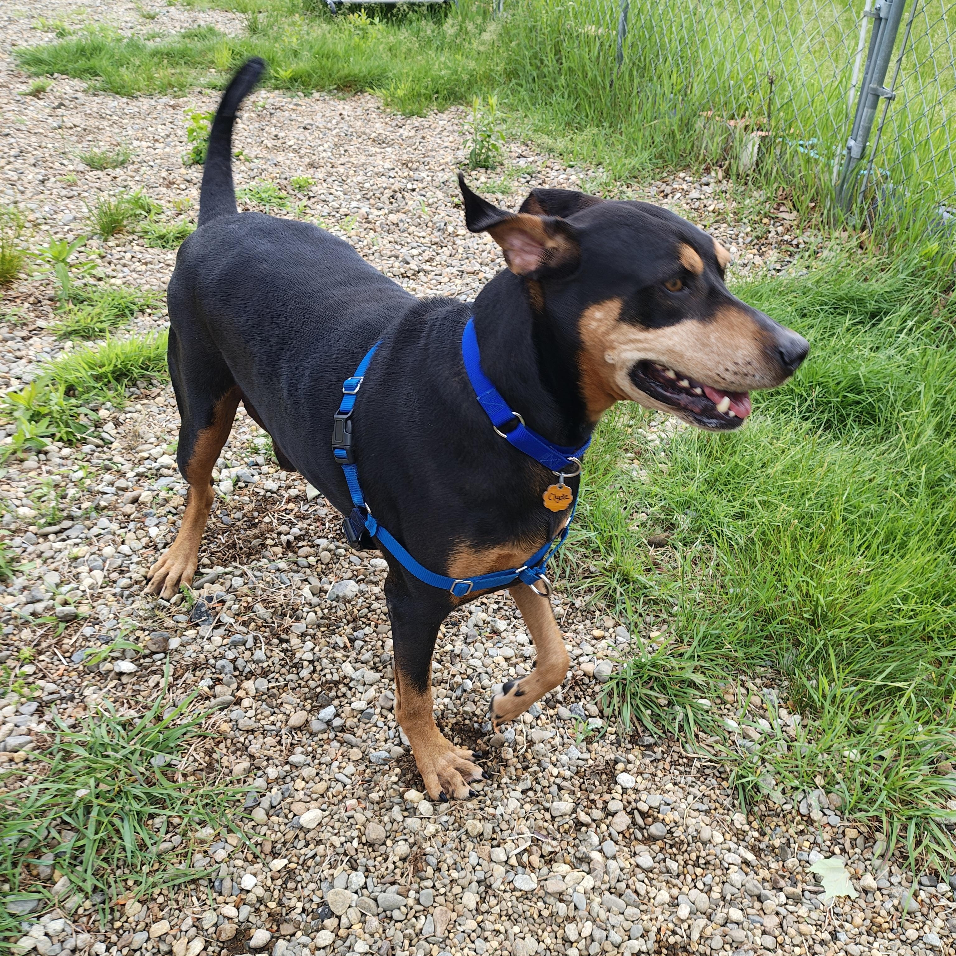 Clyde, ADOPTABLE, Adult Male Doberman Pinscher.