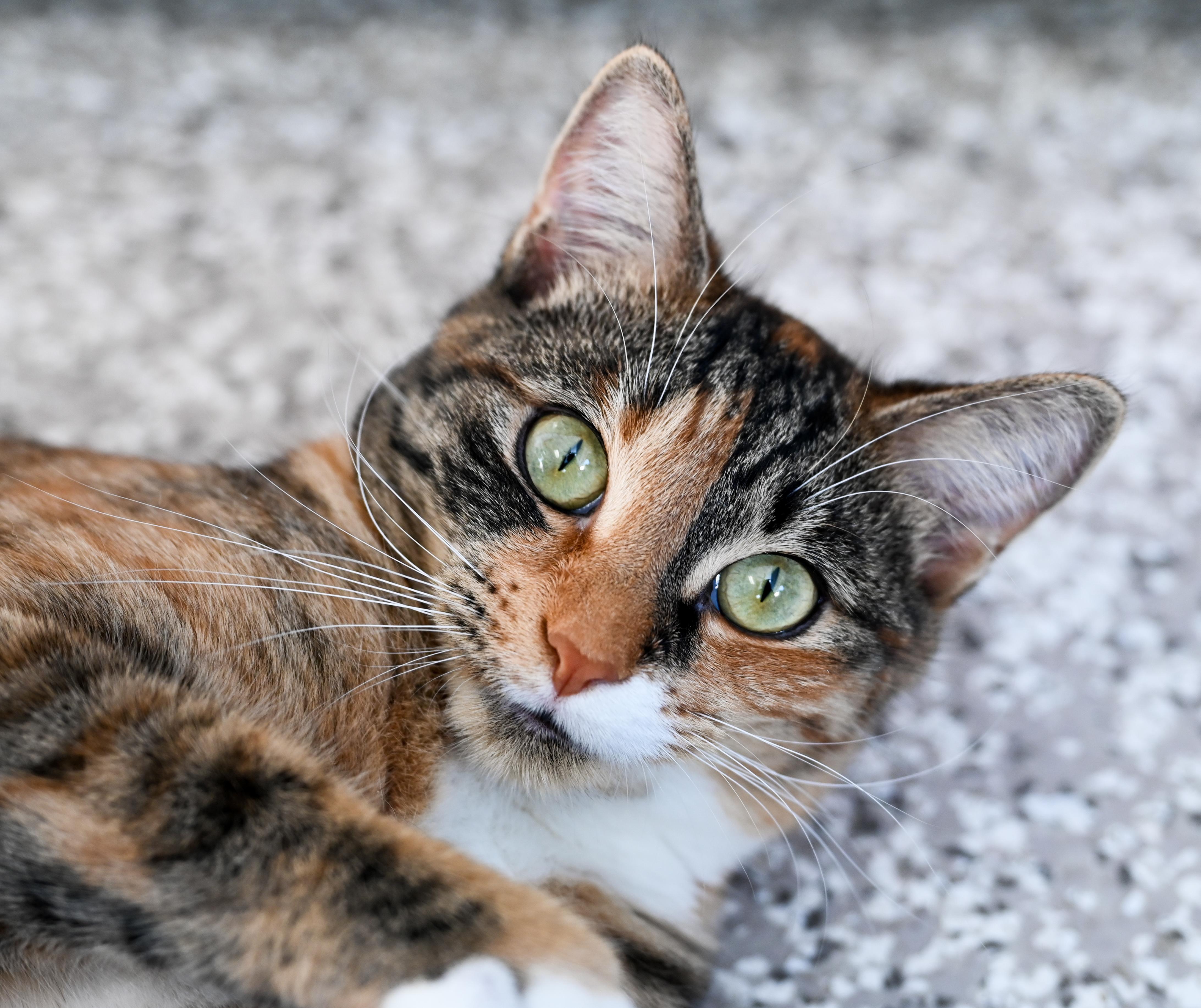 Enlarge Chestnut, a Adoptable mixed breed in Chattanooga, TN image 3/6