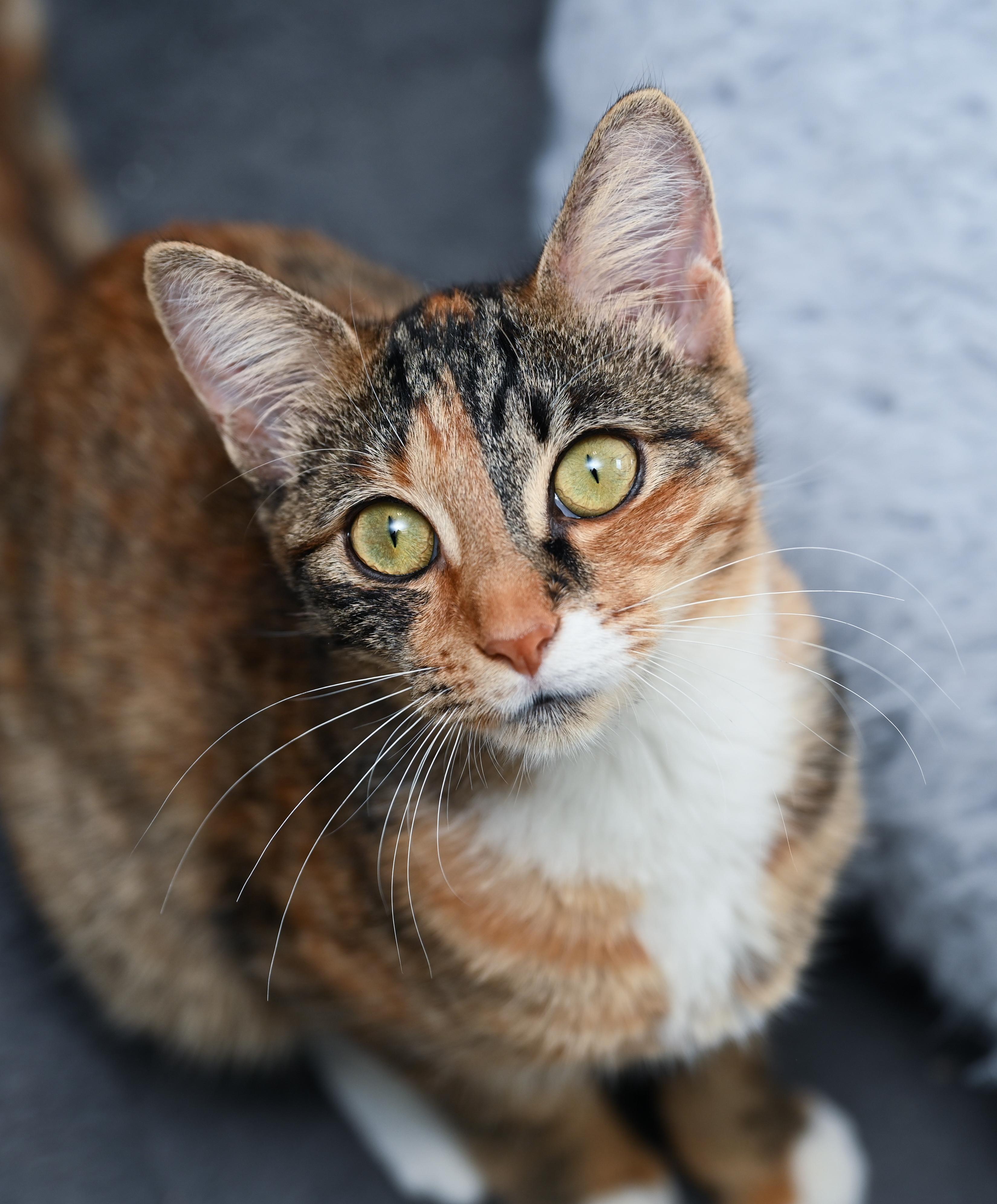 Enlarge Chestnut, a Adoptable mixed breed in Chattanooga, TN image 4/6