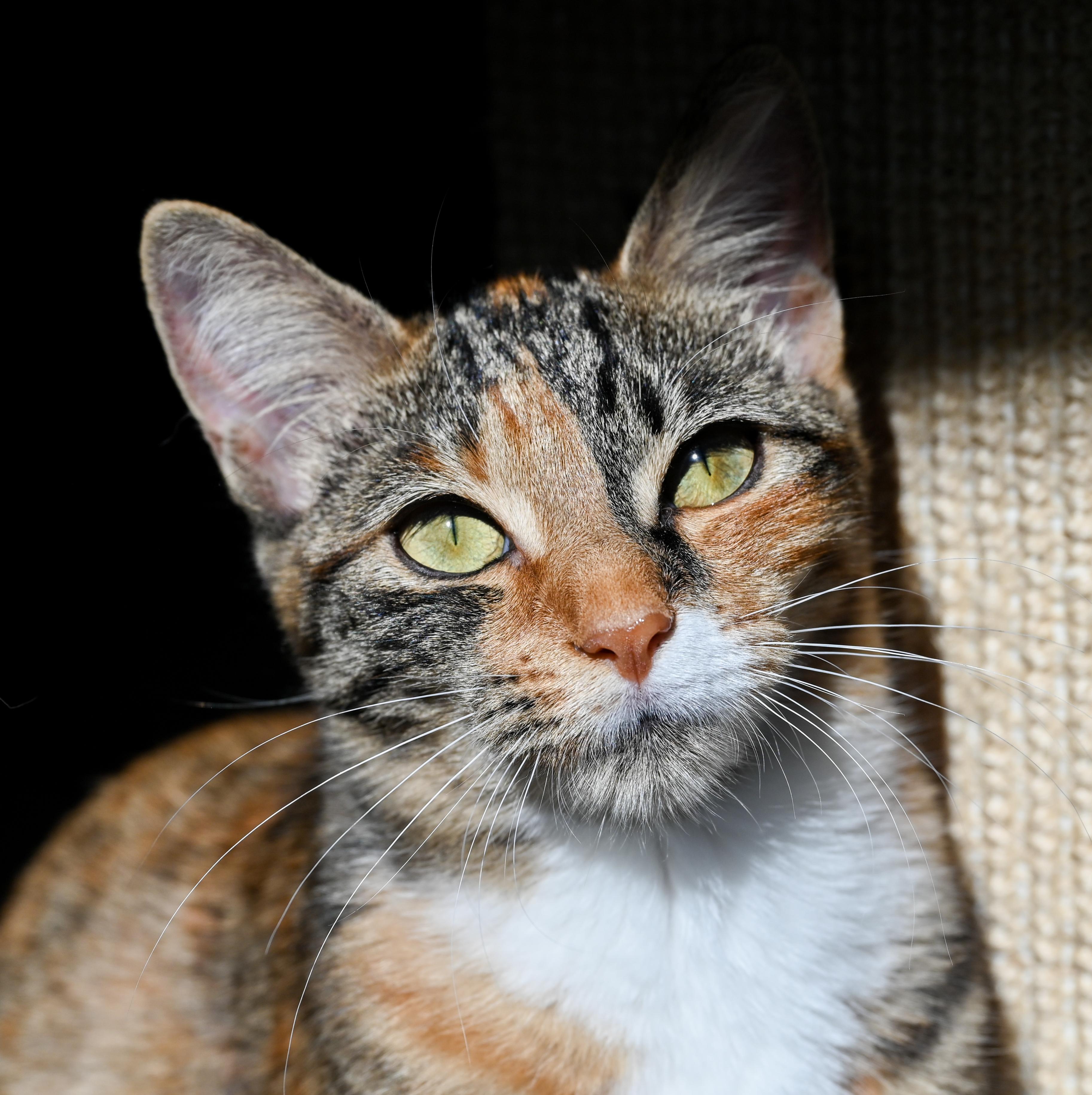 Enlarge Chestnut, a Adoptable mixed breed in Chattanooga, TN image 5/6