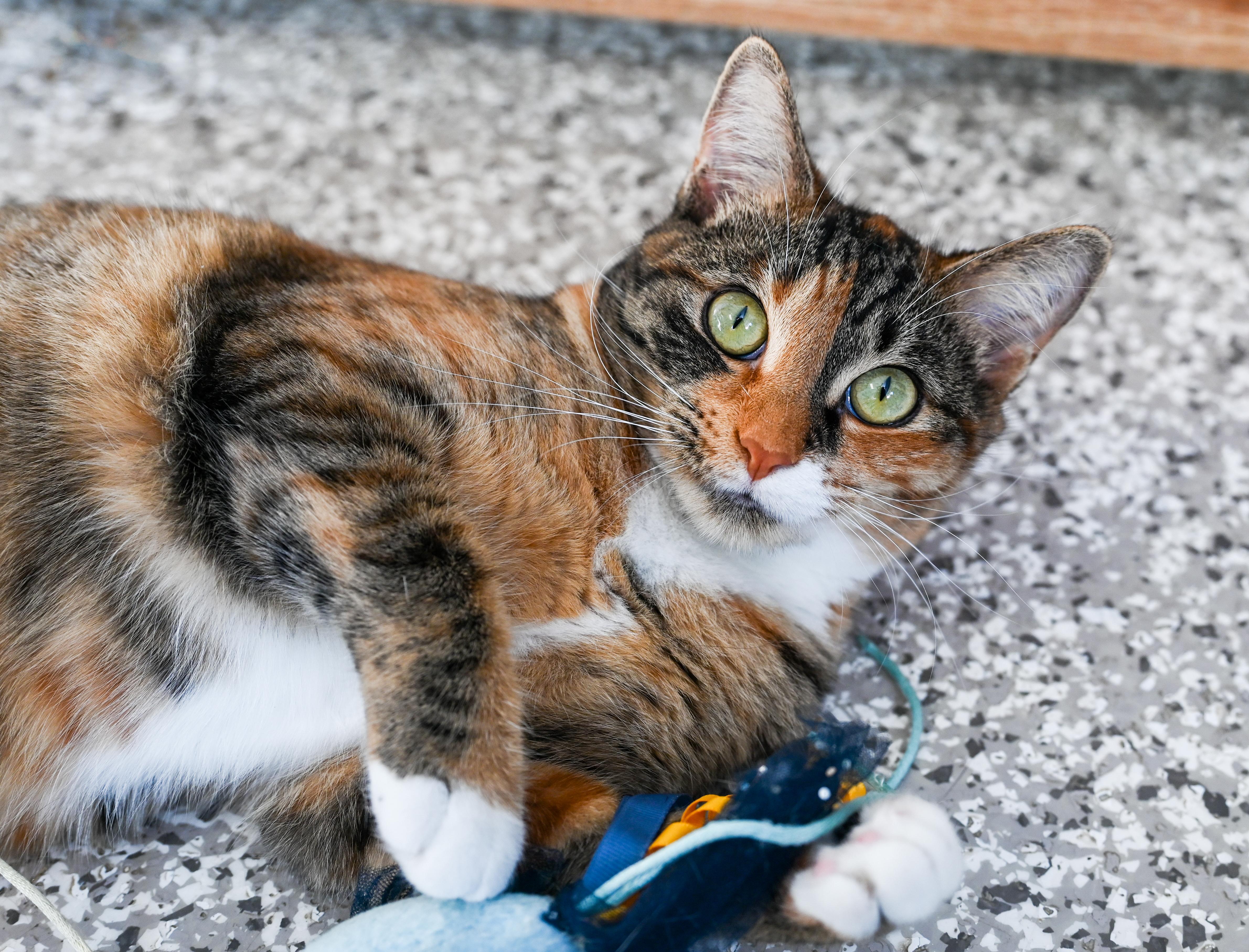 Enlarge Chestnut, a Adoptable mixed breed in Chattanooga, TN image 1/6