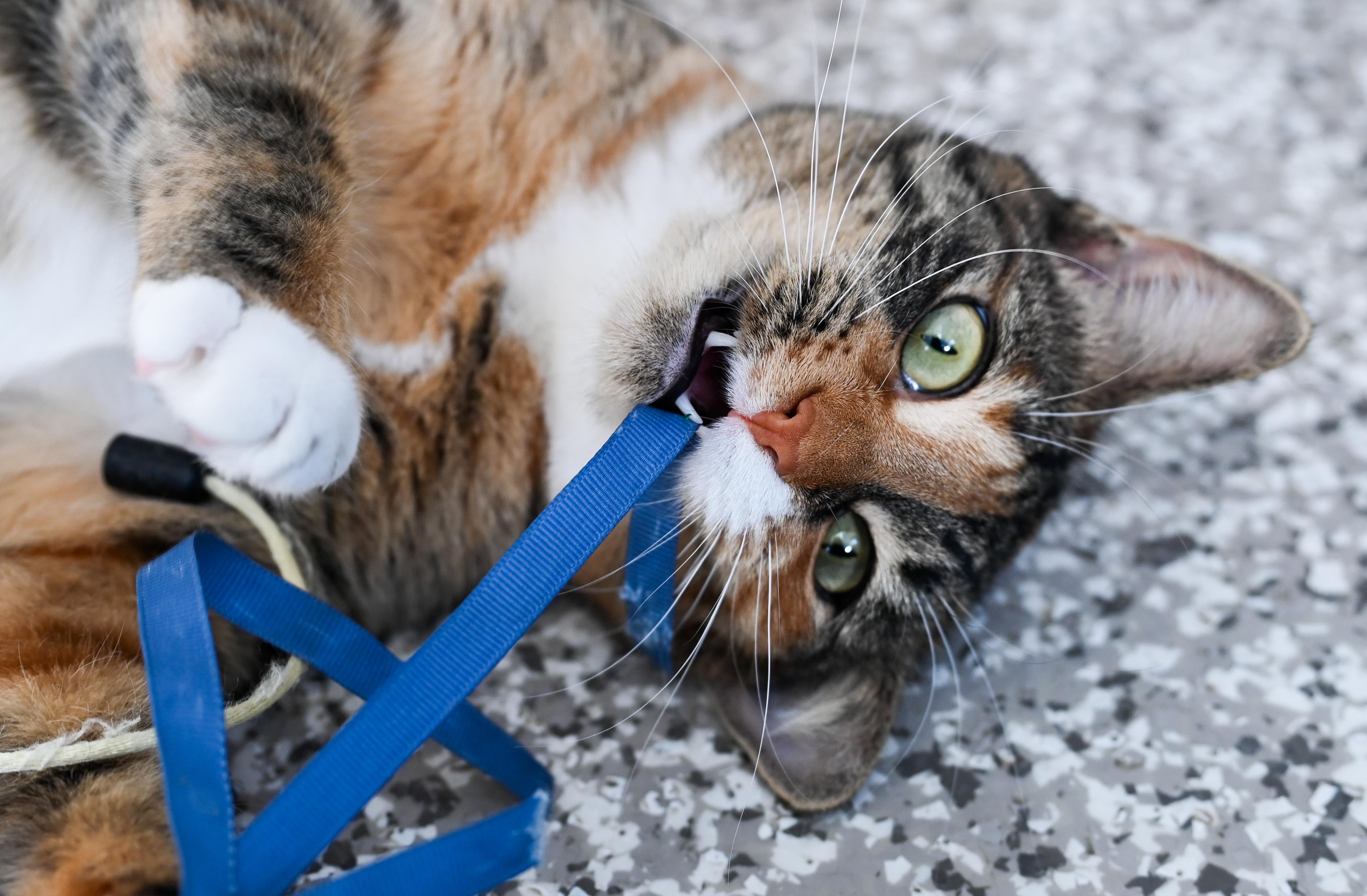 Enlarge Chestnut, a Adoptable mixed breed in Chattanooga, TN image 2/6