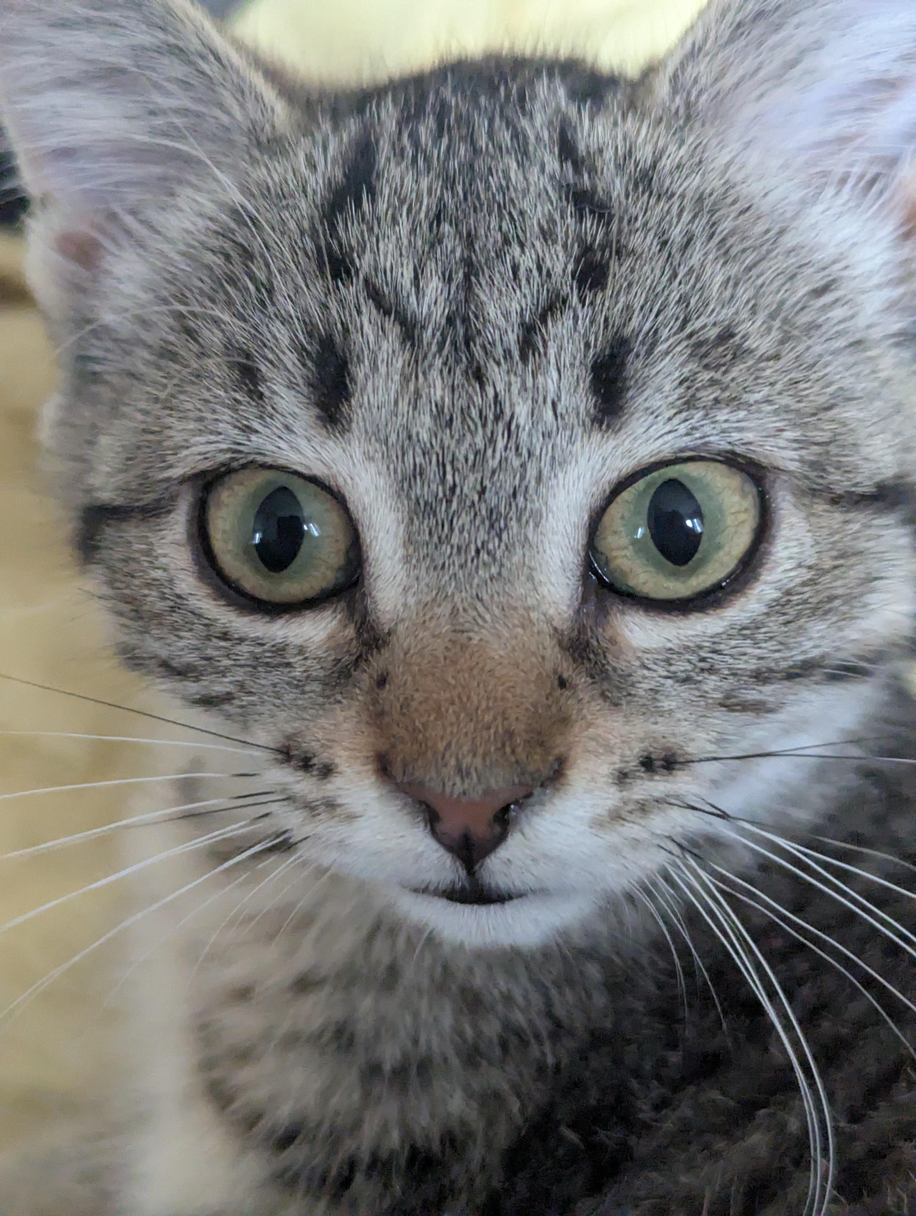Sweetie, Adoptable, Kitten Female Domestic Short Hair.